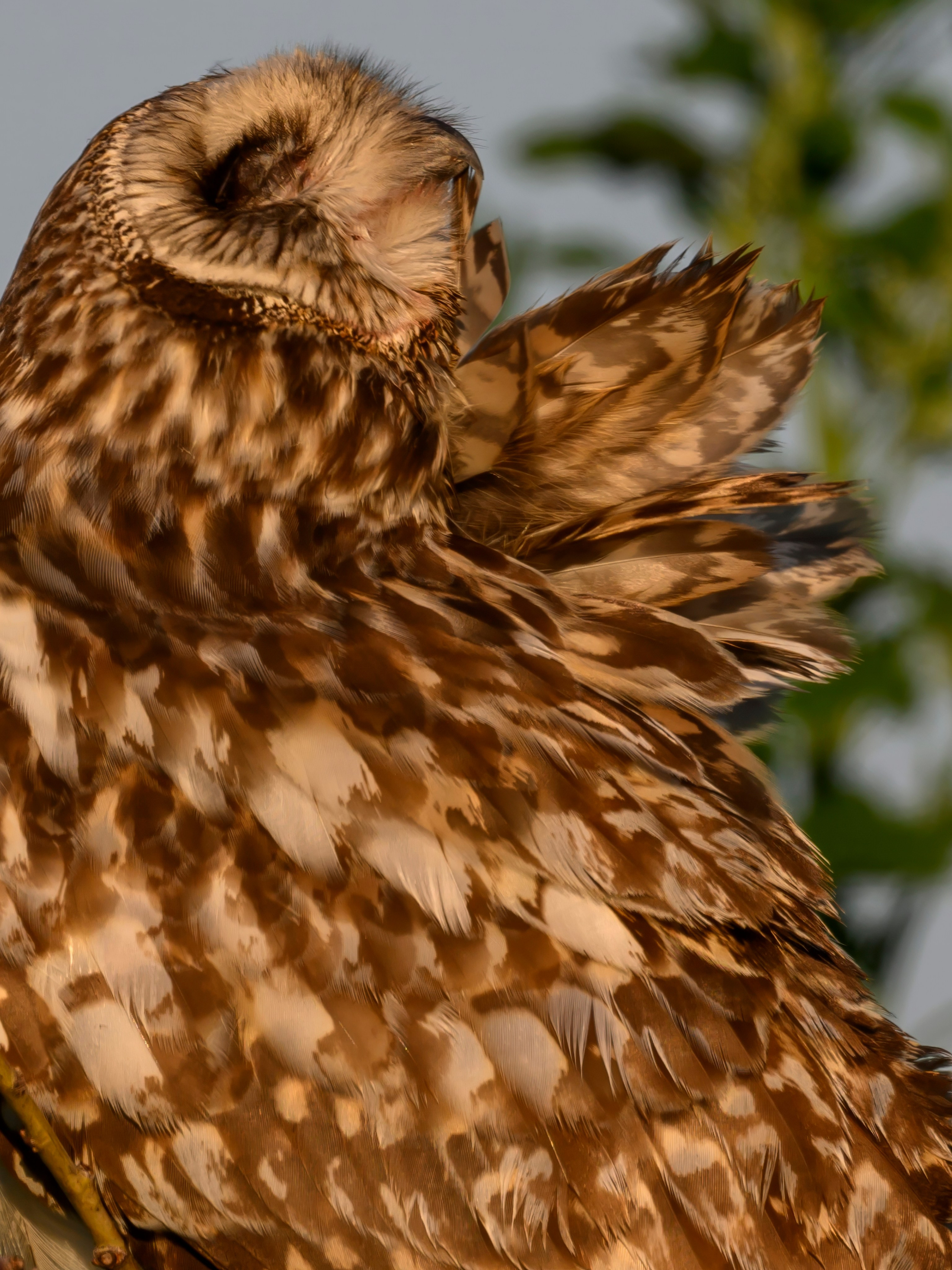 Утренний моцион совы. Owl's morning routine. Wildlife photography by Sergey Puponin