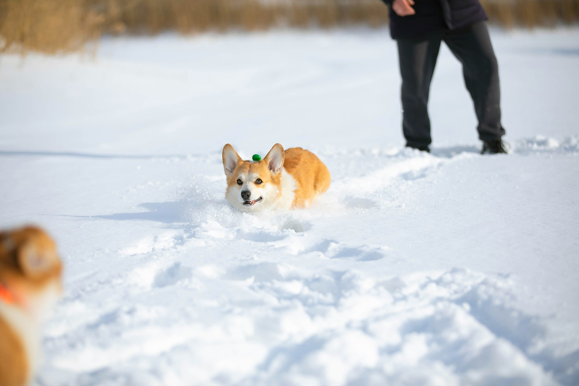 Корги-туса. Фотограф-анималист в Омске Екатерина Маричева