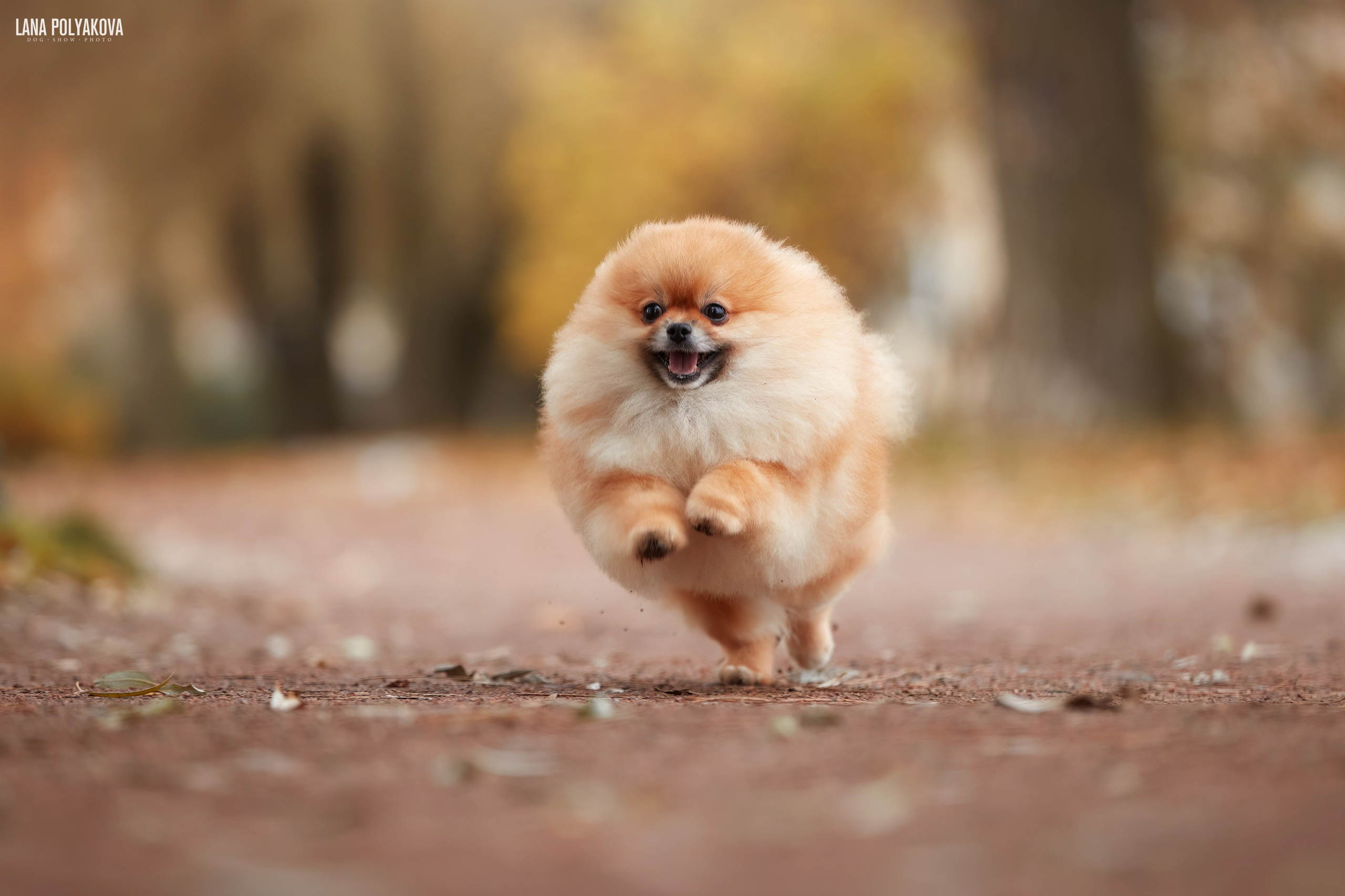 ВЫЕЗДНЫЕ ФОТОСЕССИИ СОБАК. ФОТОГРАФ-АНИМАЛИСТ l LANA POLYAKOVA