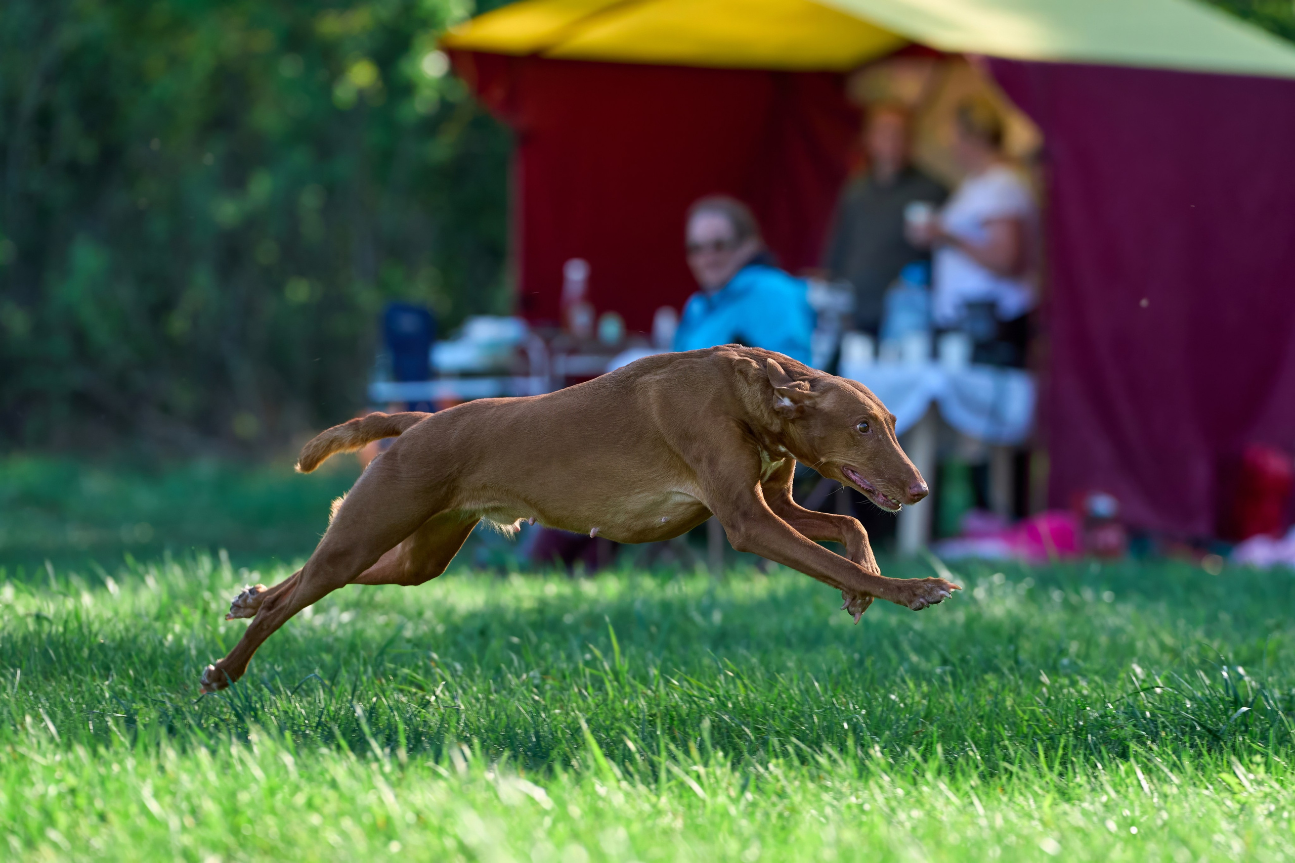 Тренировка по курсингу Донино. Фотограф-анималист Михаил Манухин