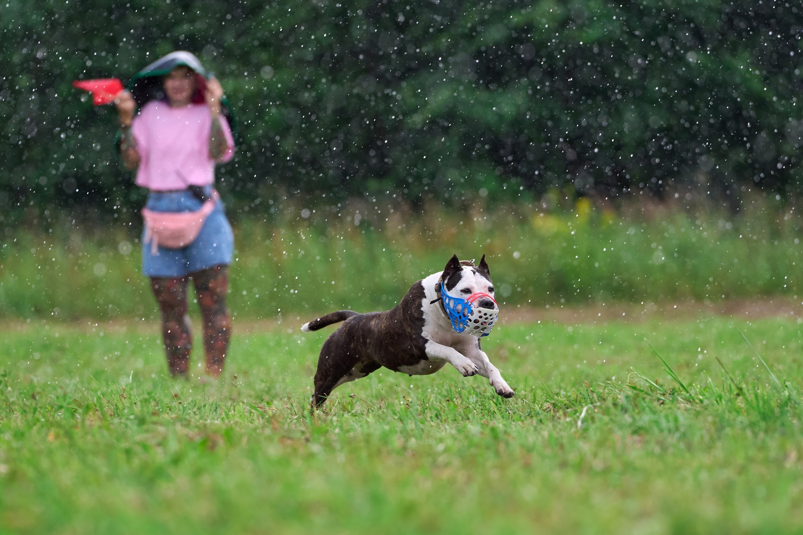 Тренировка в Донино. Фотограф-анималист Михаил Манухин