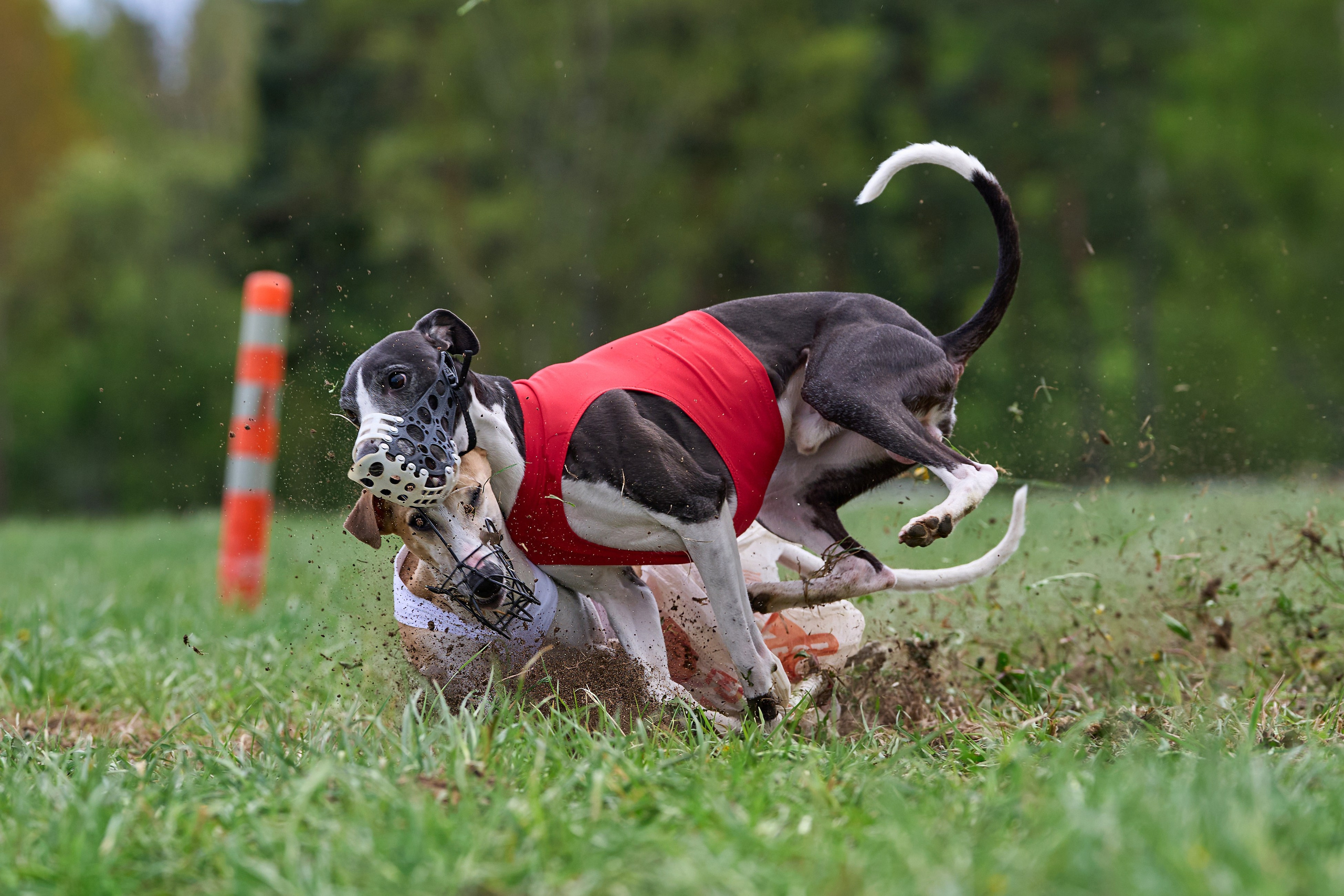 ПЧРКФ по курсингу. Фотограф-анималист Михаил Манухин