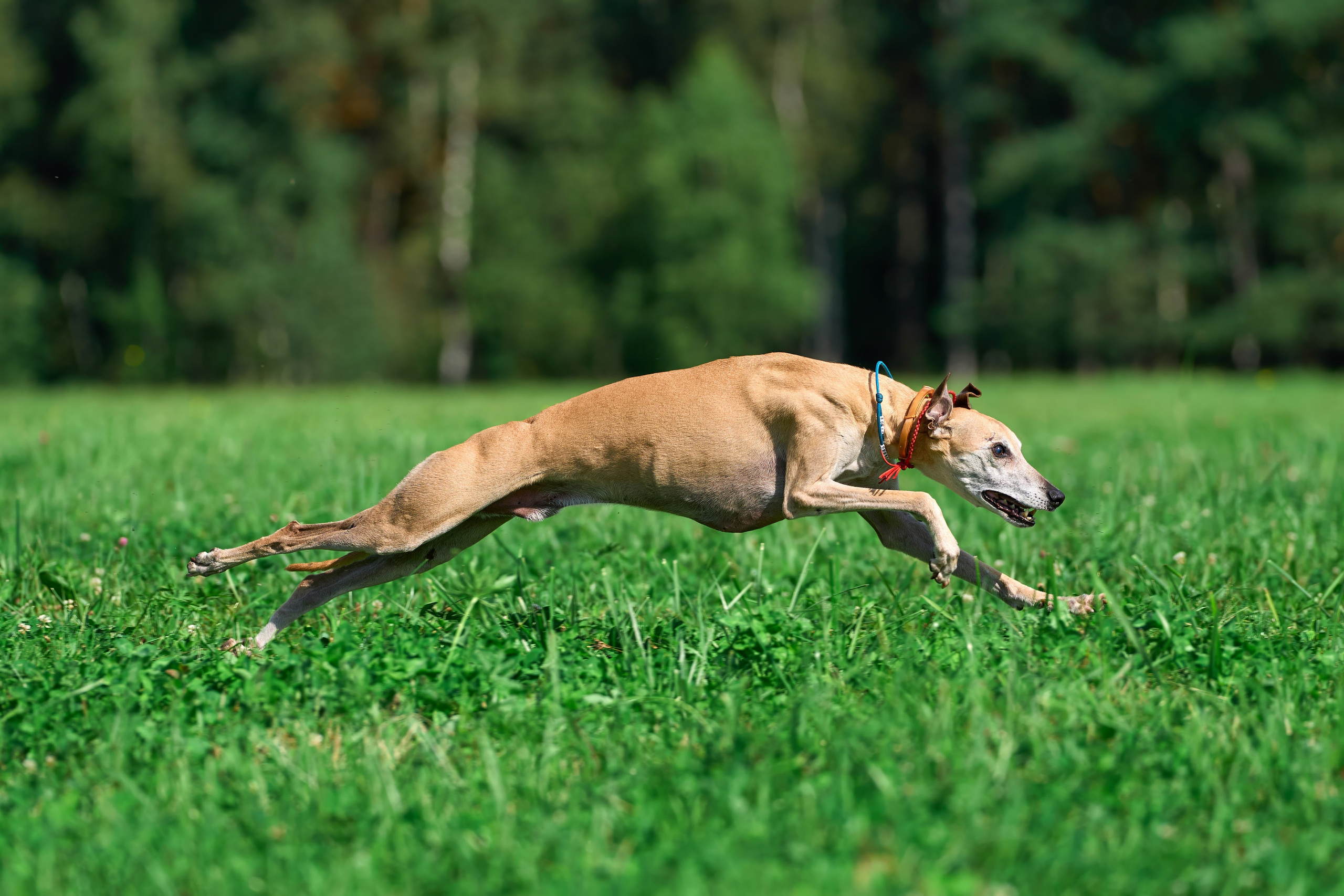 Тренировка в Донино. Фотограф-анималист Михаил Манухин