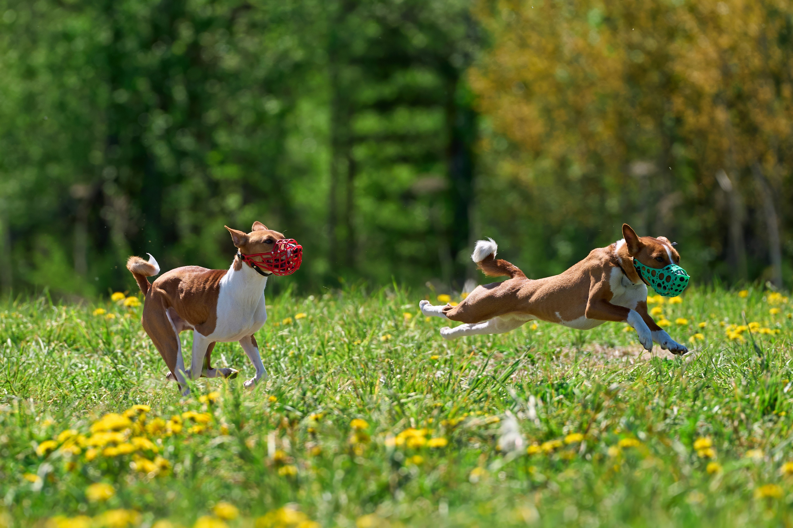 Тренировка по курсингу «на Ярославке». Фотограф-анималист Михаил Манухин