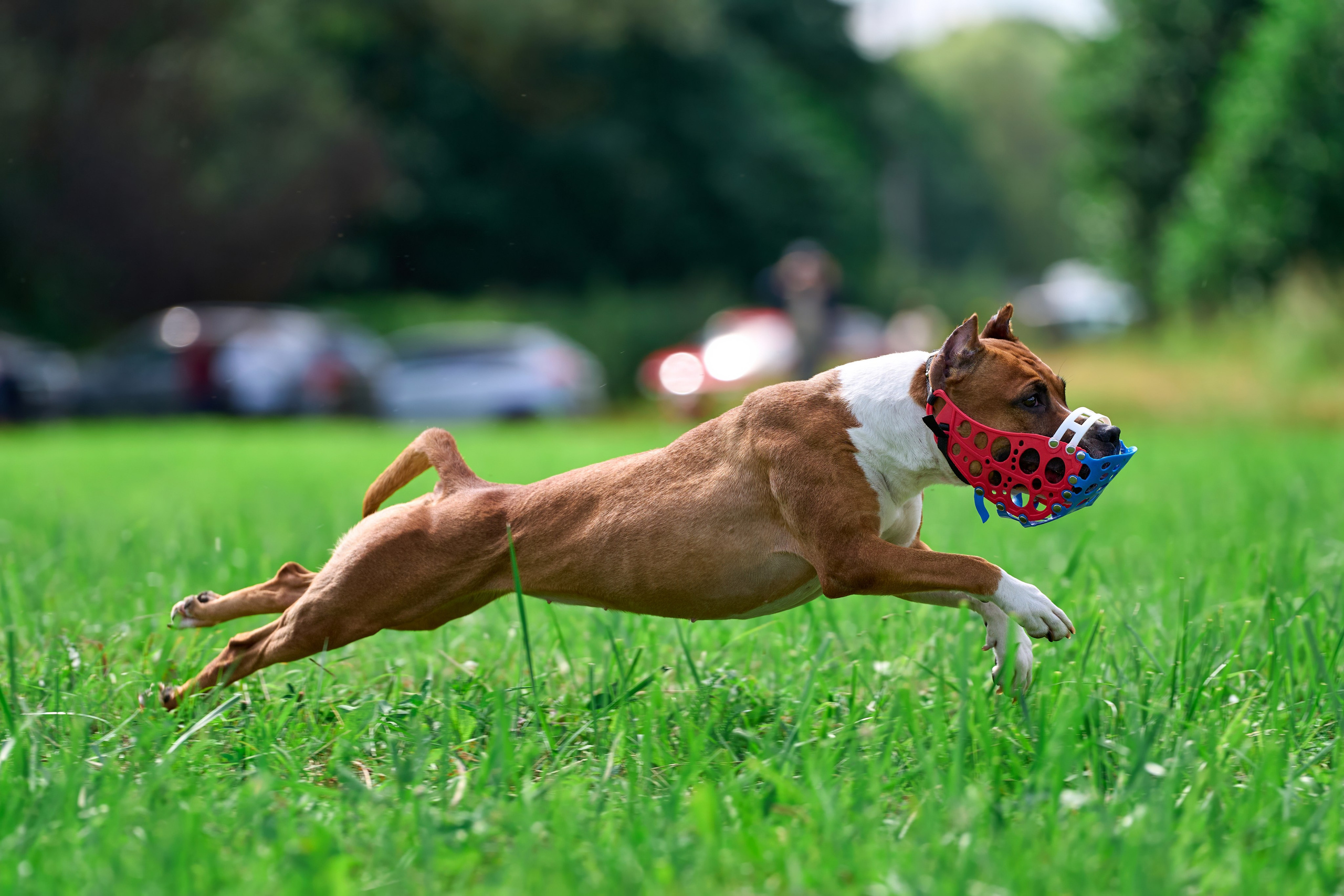 Тренировка в Донино. Фотограф-анималист Михаил Манухин