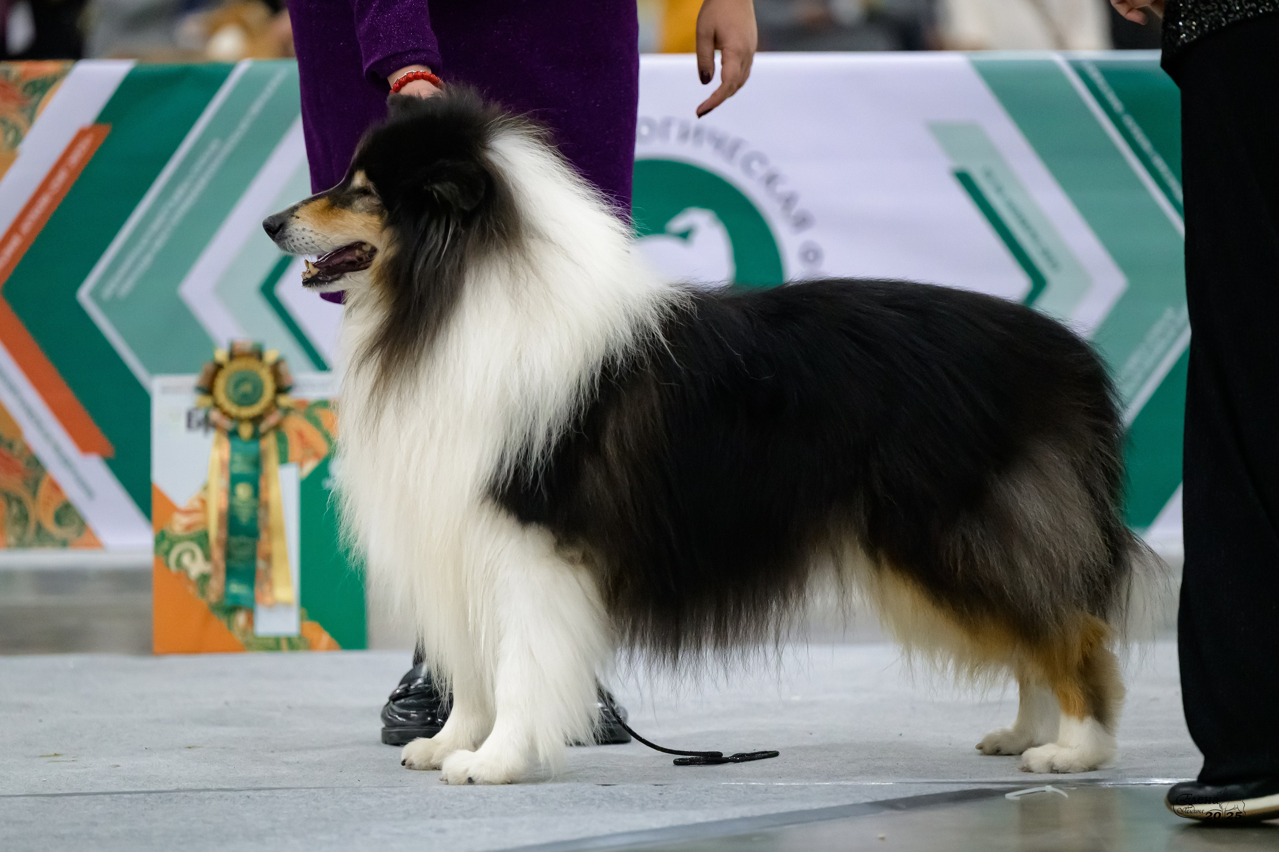 15-16.11.2025 ЕВРАЗИЯ г. Москва. Фотограф анималист Елена Галдина г. Красноярск