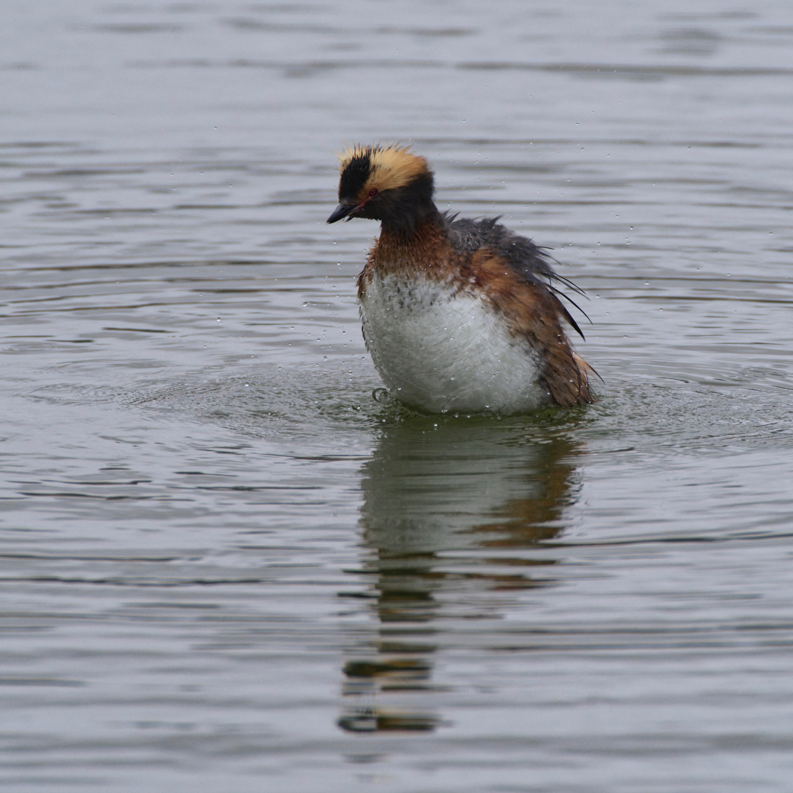 Экспедиция в Монголию (котловина больших озер). Семоха Валерий. Фотограф