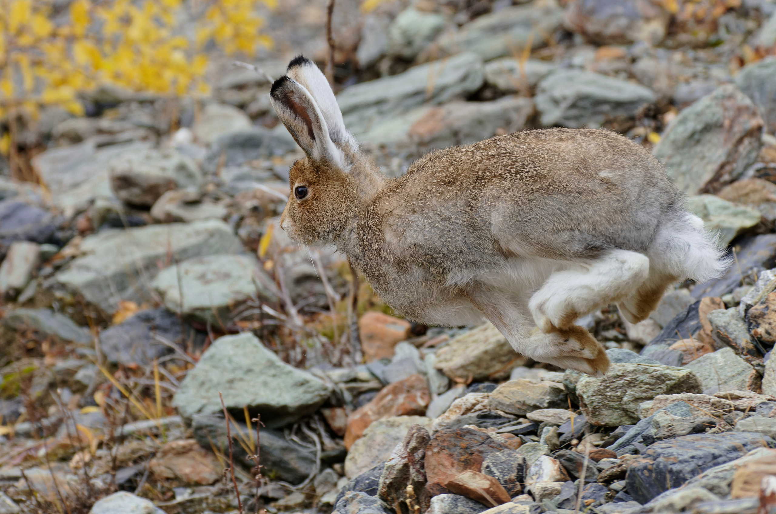 Это не фотошоп. Я видел это в горах Алтая. Семоха Валерий. Фотограф