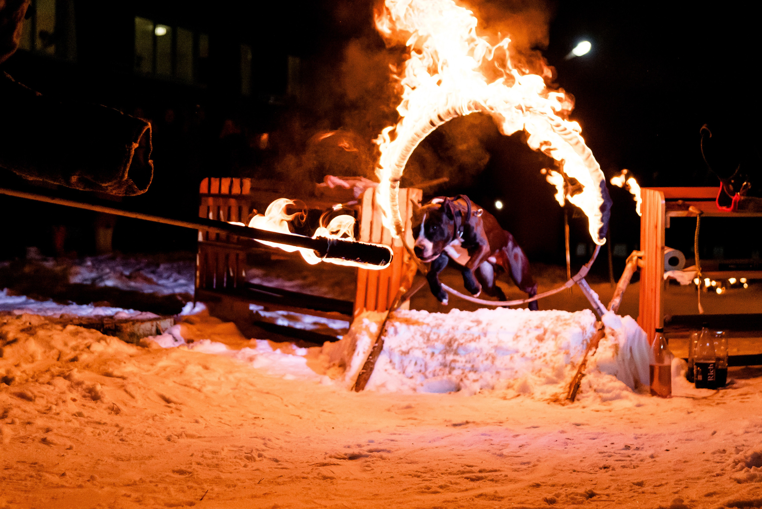 Фотосессии в кинологическом лагере. Фотограф Макс Огурцов в Нижнем Новгороде