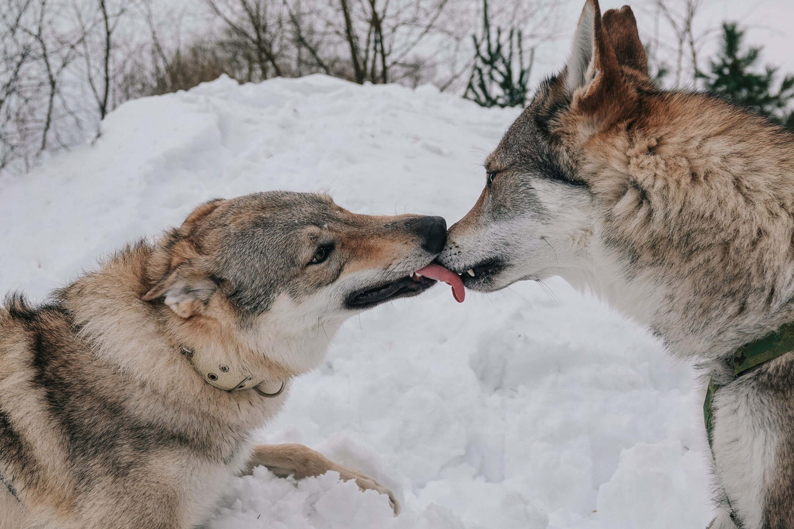 Волчьи старты. Фотограф-анималист в Москве Юлия Лайхо