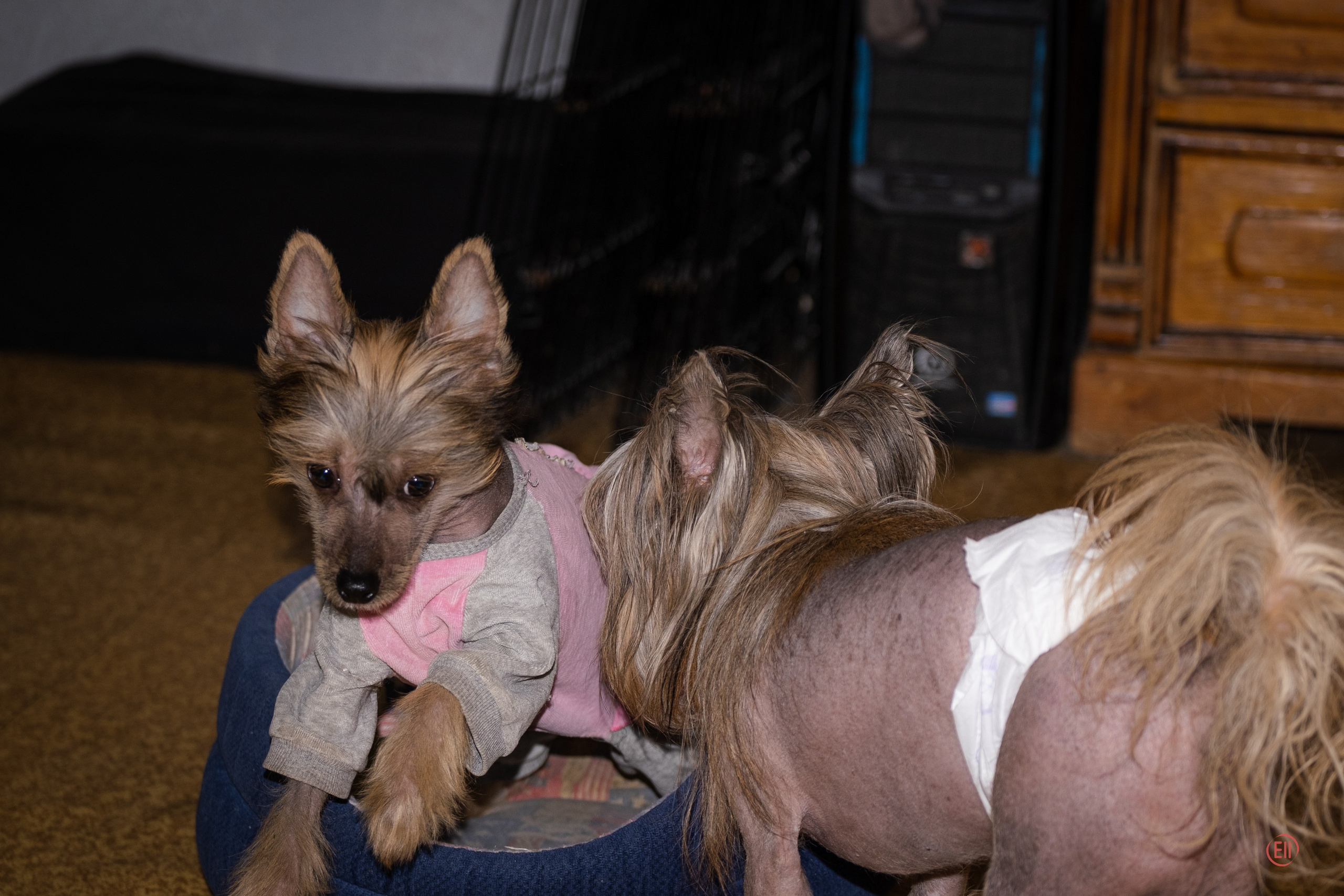 Emma gets to know the inhabitants of our nursery, a girl from Vladivostok has just moved here.