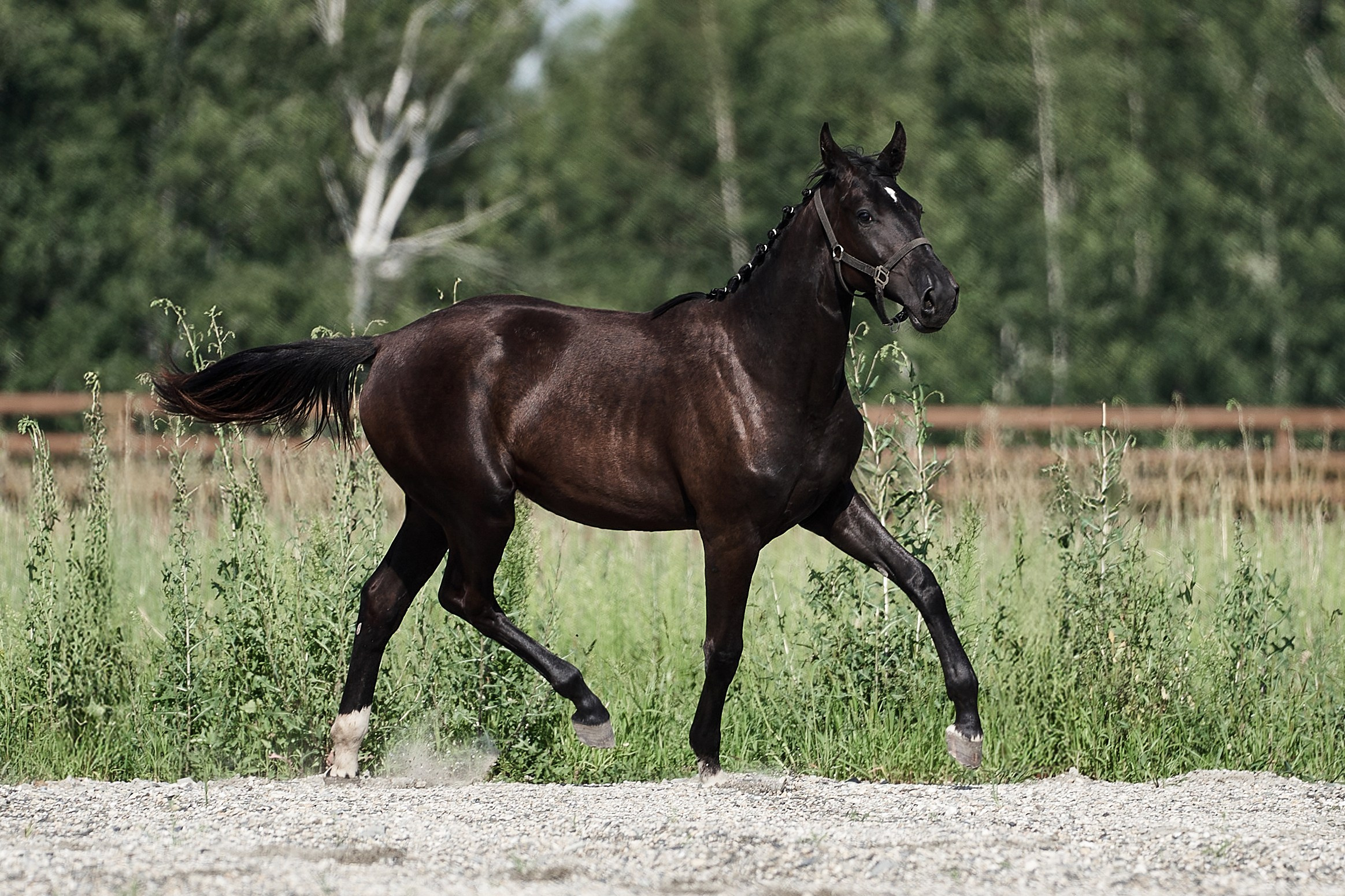 Деспина Хит С (Дарлинг Хит WD — Паллада Данс С). Главная