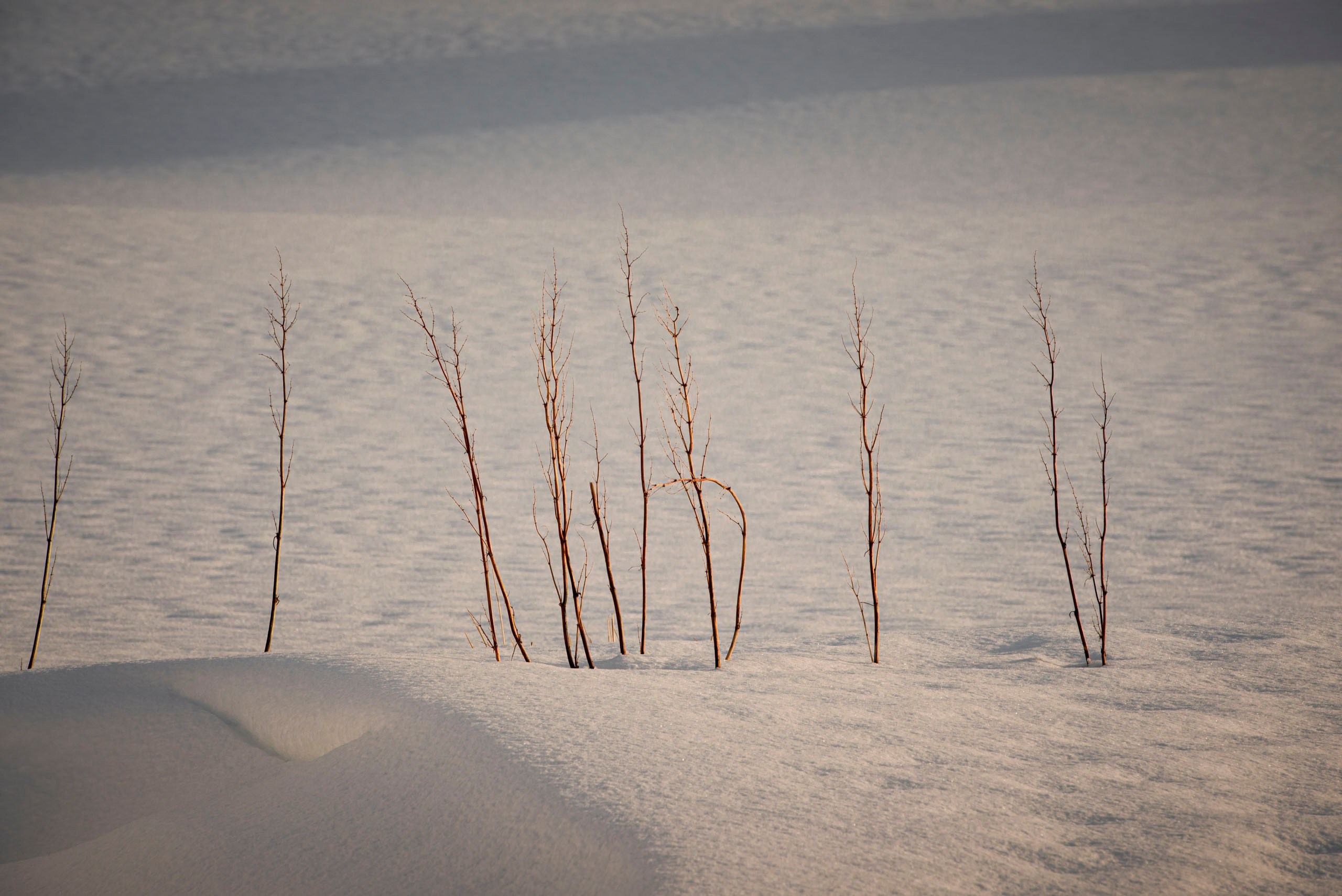 Тонкие сухие ветки торчат из глубокого снежного покрова.
