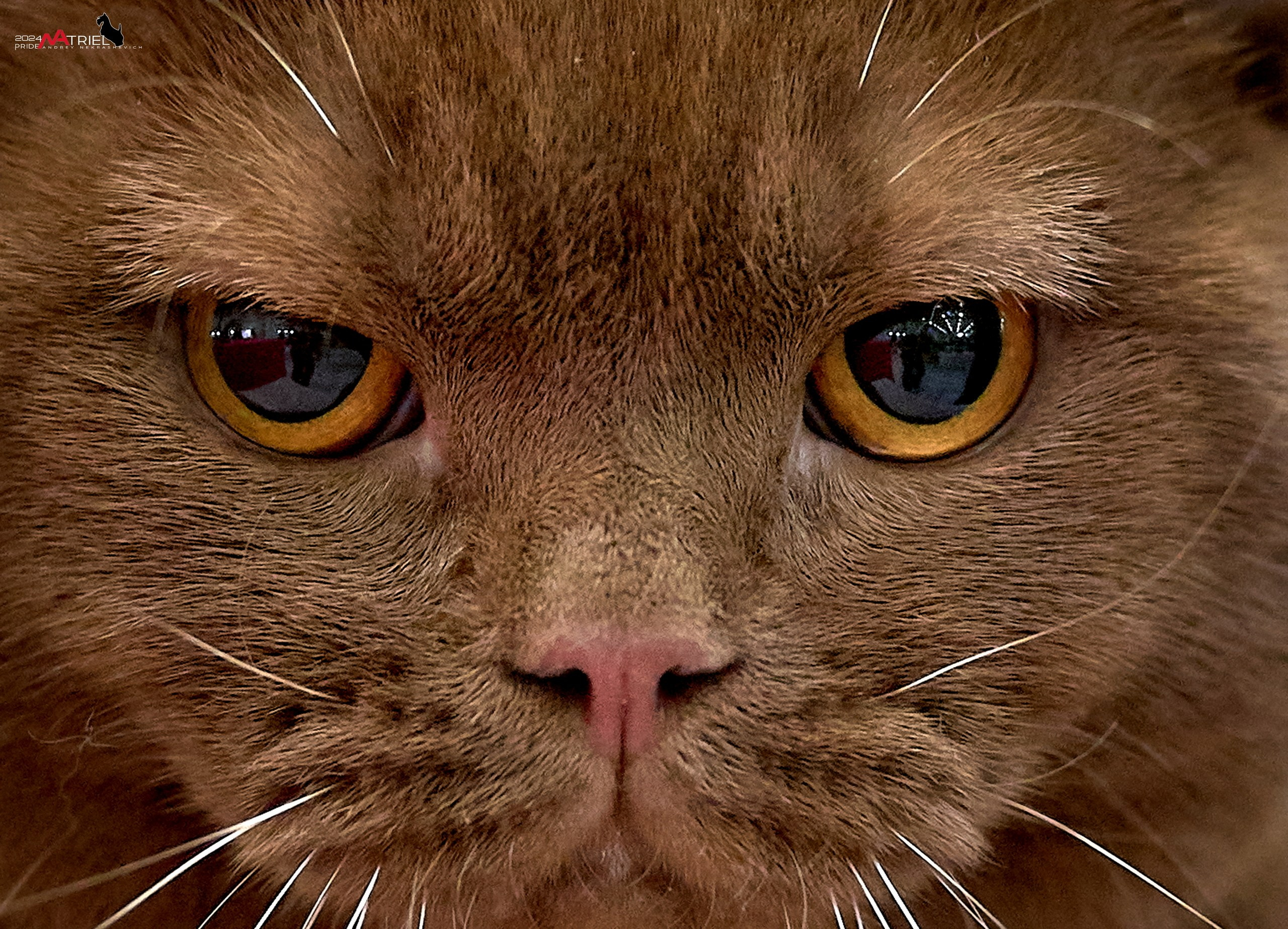 Съемка кошек дома и на выставках