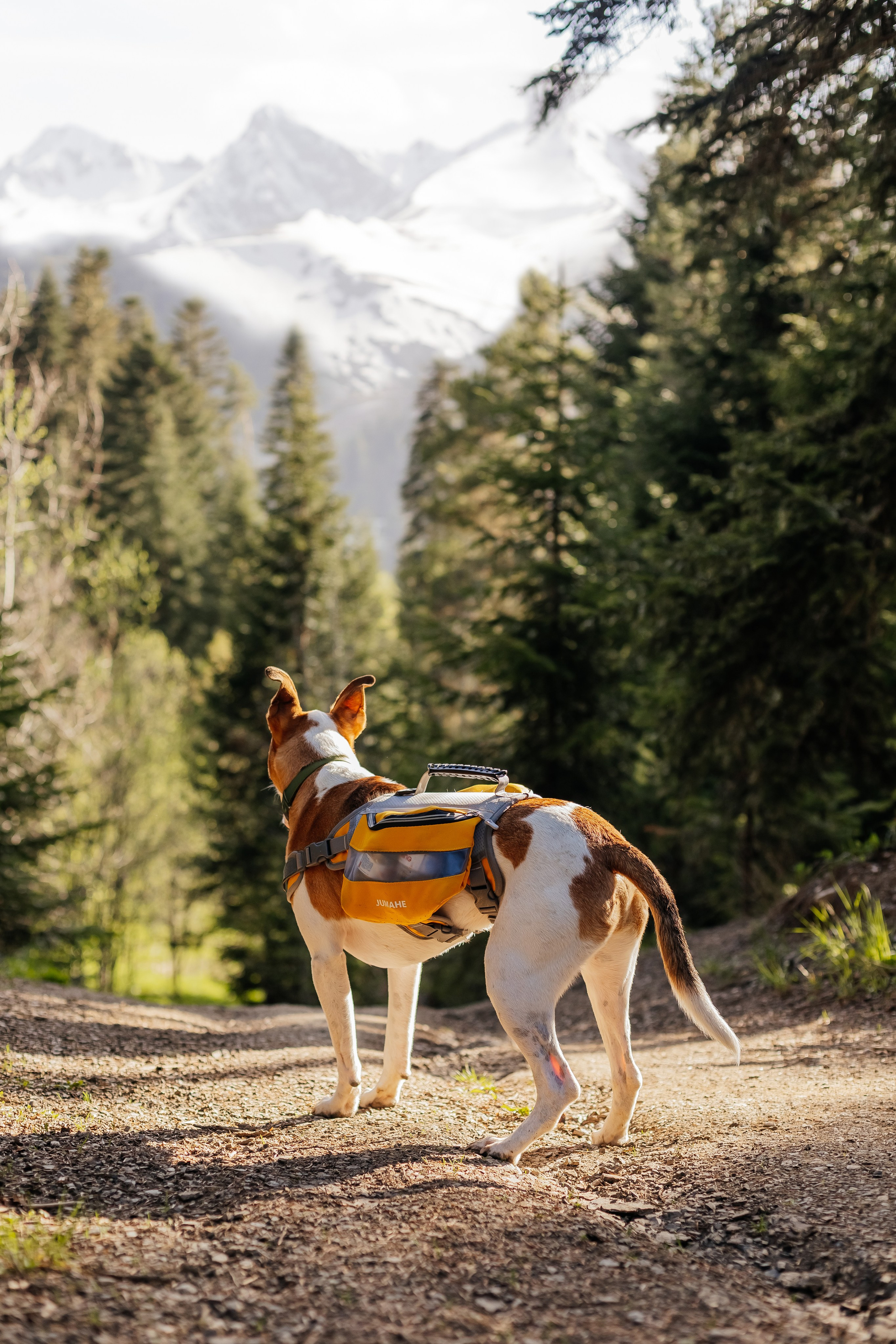 Портфолио animal. Фотограф — анималист Маргарита Хелбен Краснодар