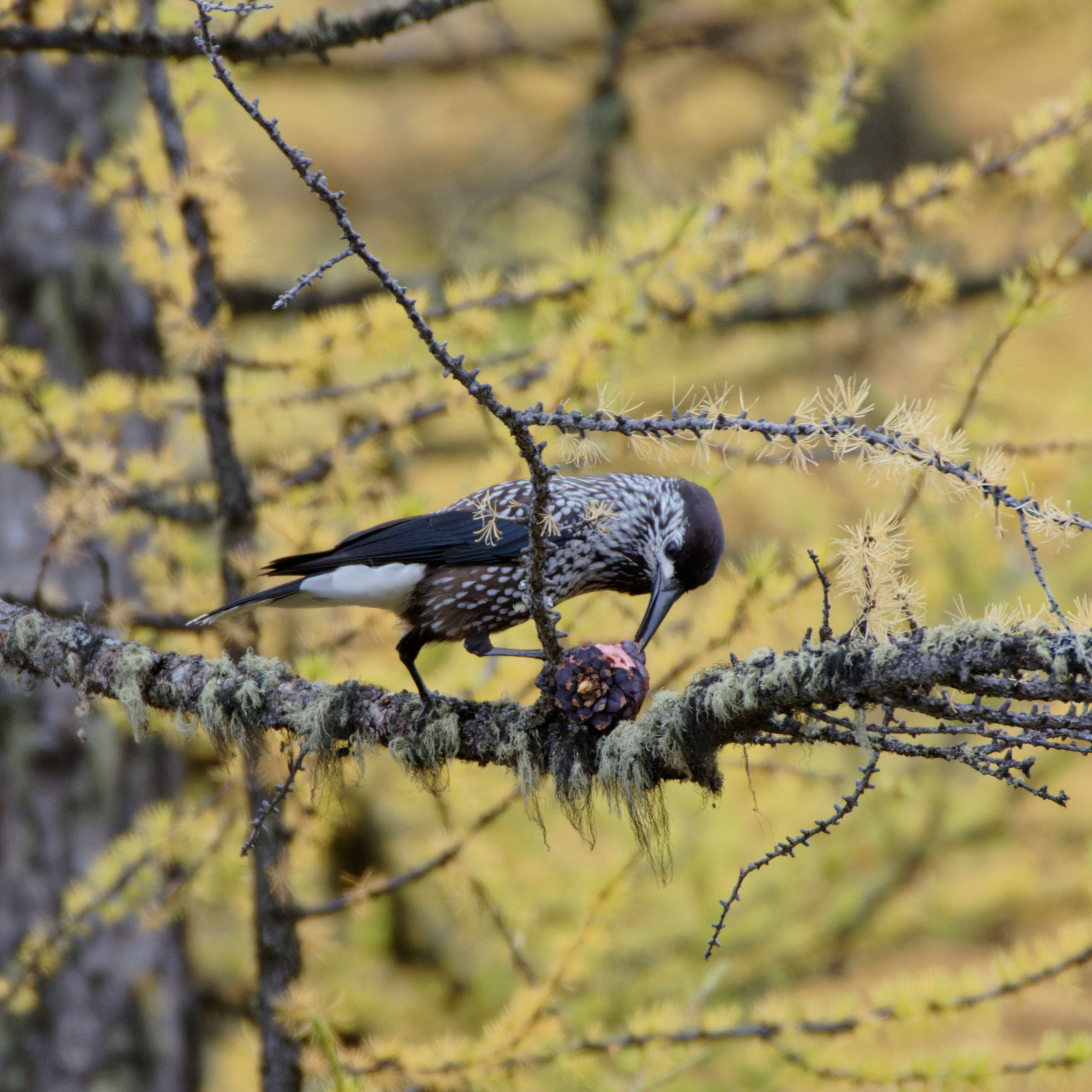 Это не фотошоп. Я видел это в горах Алтая. Семоха Валерий. Фотограф