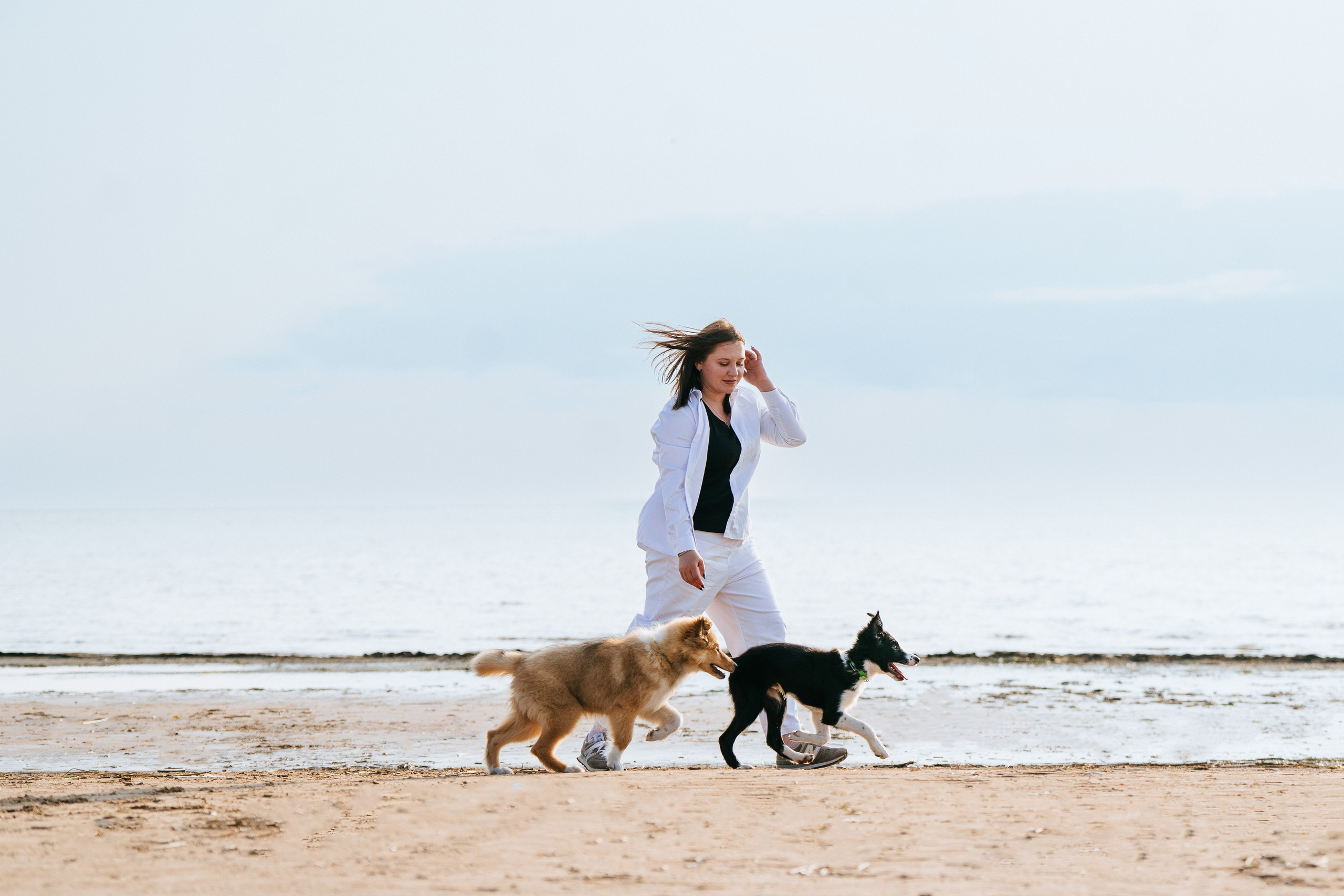 Фотосессия со щенками колли. Фотограф анималист в Спб недорого Олеся Майорова