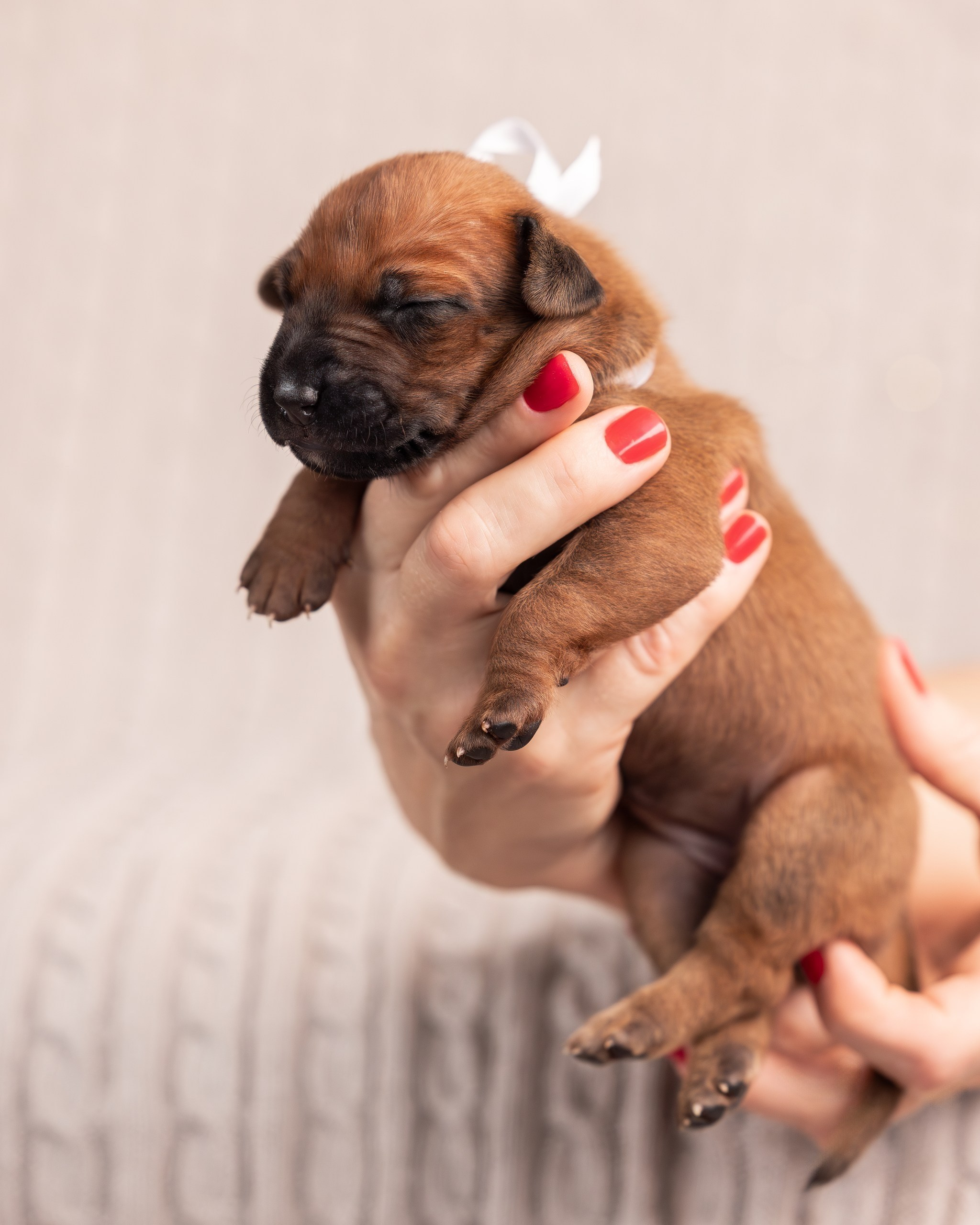 VIVA VERITAS Iz Doma Narayzi. Родезийские Риджбеки в Санкт-Петербурге