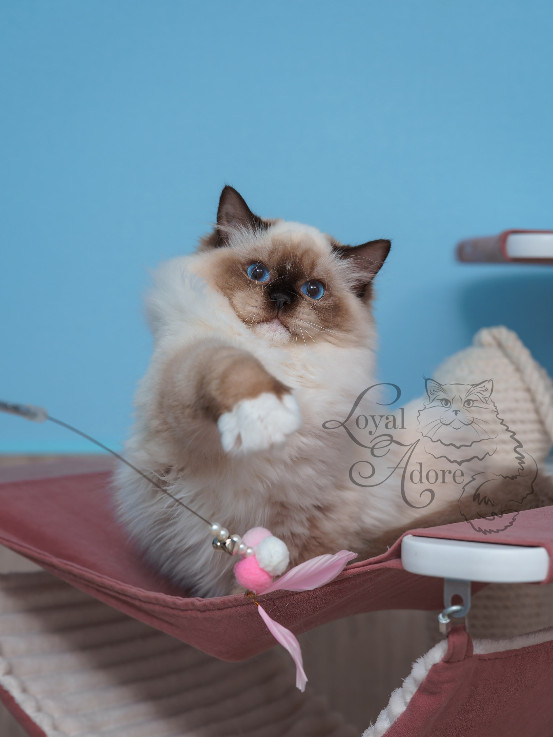 Все свободные котята. Питомник рэгдолл Loyal Adore