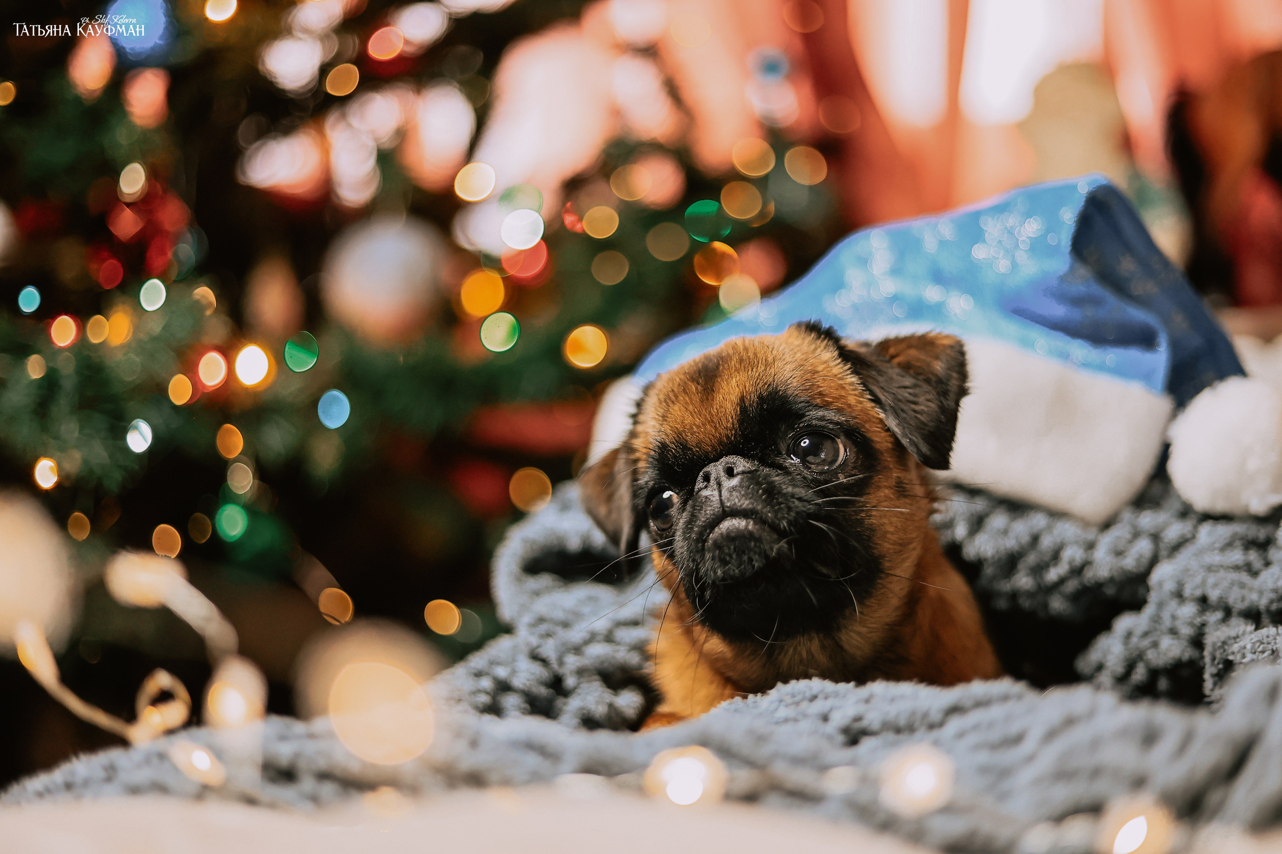 Малый брабансон, фотография брабансон, красивая собака, фотограф анималист, фотокурс Анималистика, научиться фотографировать собак, фотограф Новосибирск
