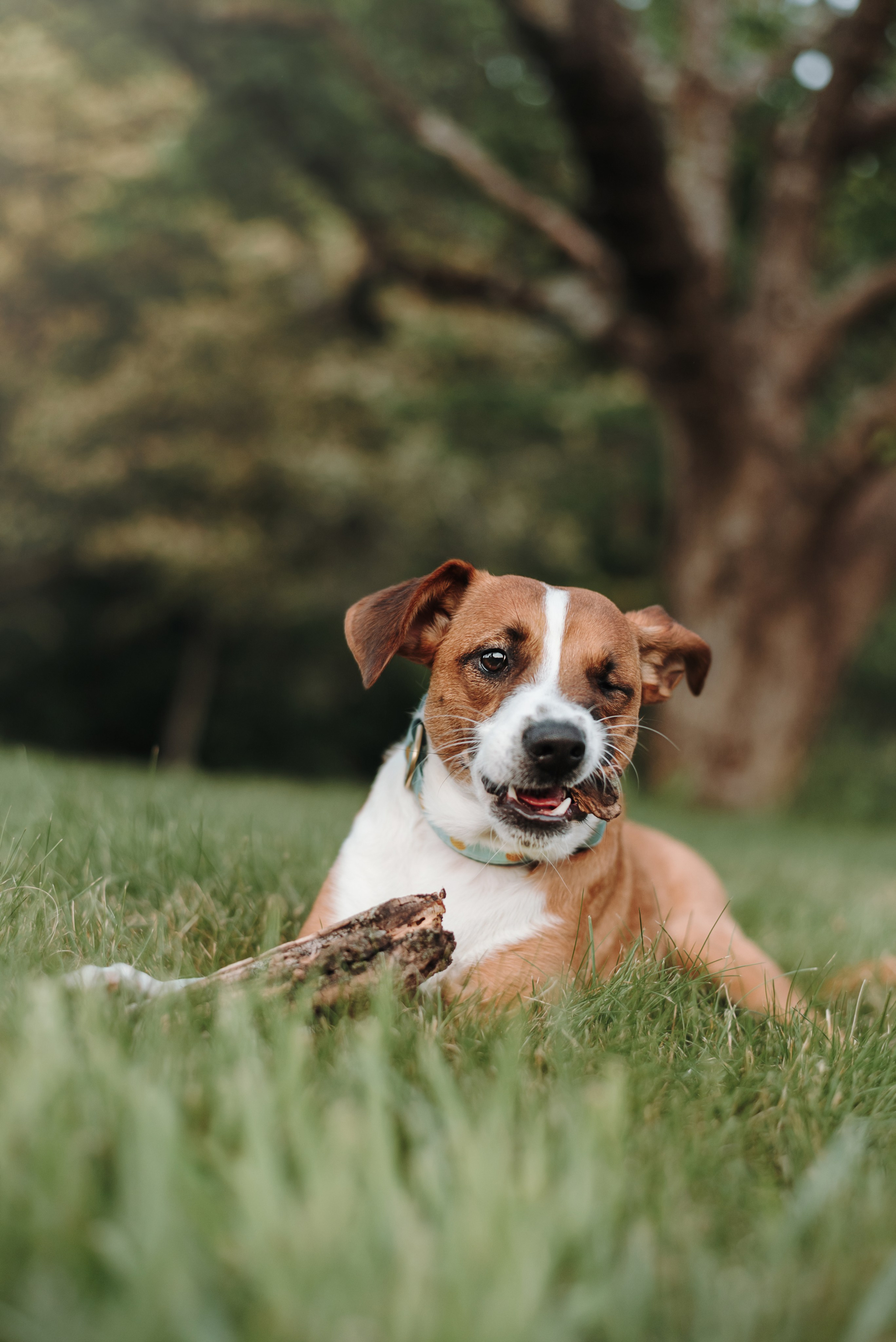 Старт с 0. Фотограф — Анималист | Санкт-Петербург