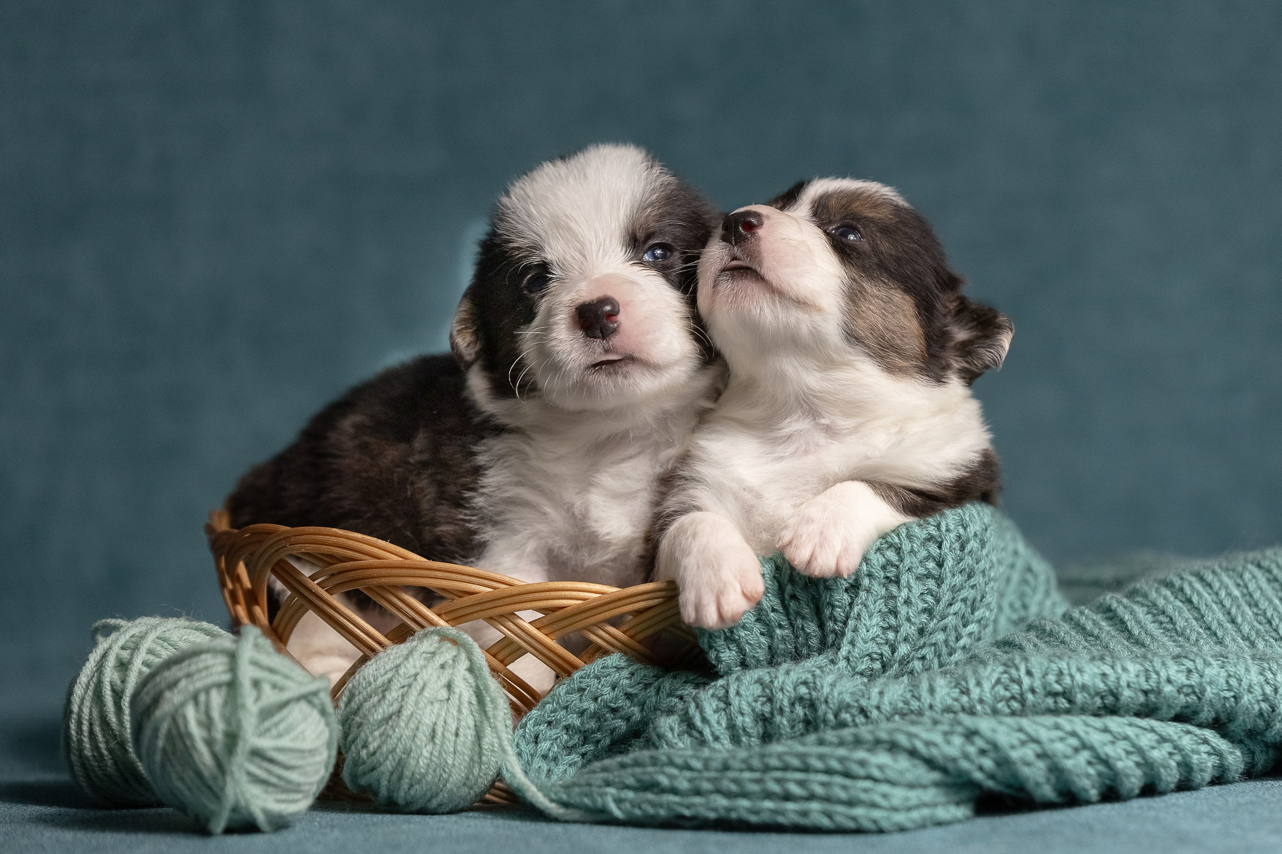 Купить щенка вельш корги кардиган из питомника Ice Fantasy. Купить щенка Вельш-корги-кардиган в семейном питомнике — Ice Fantasy