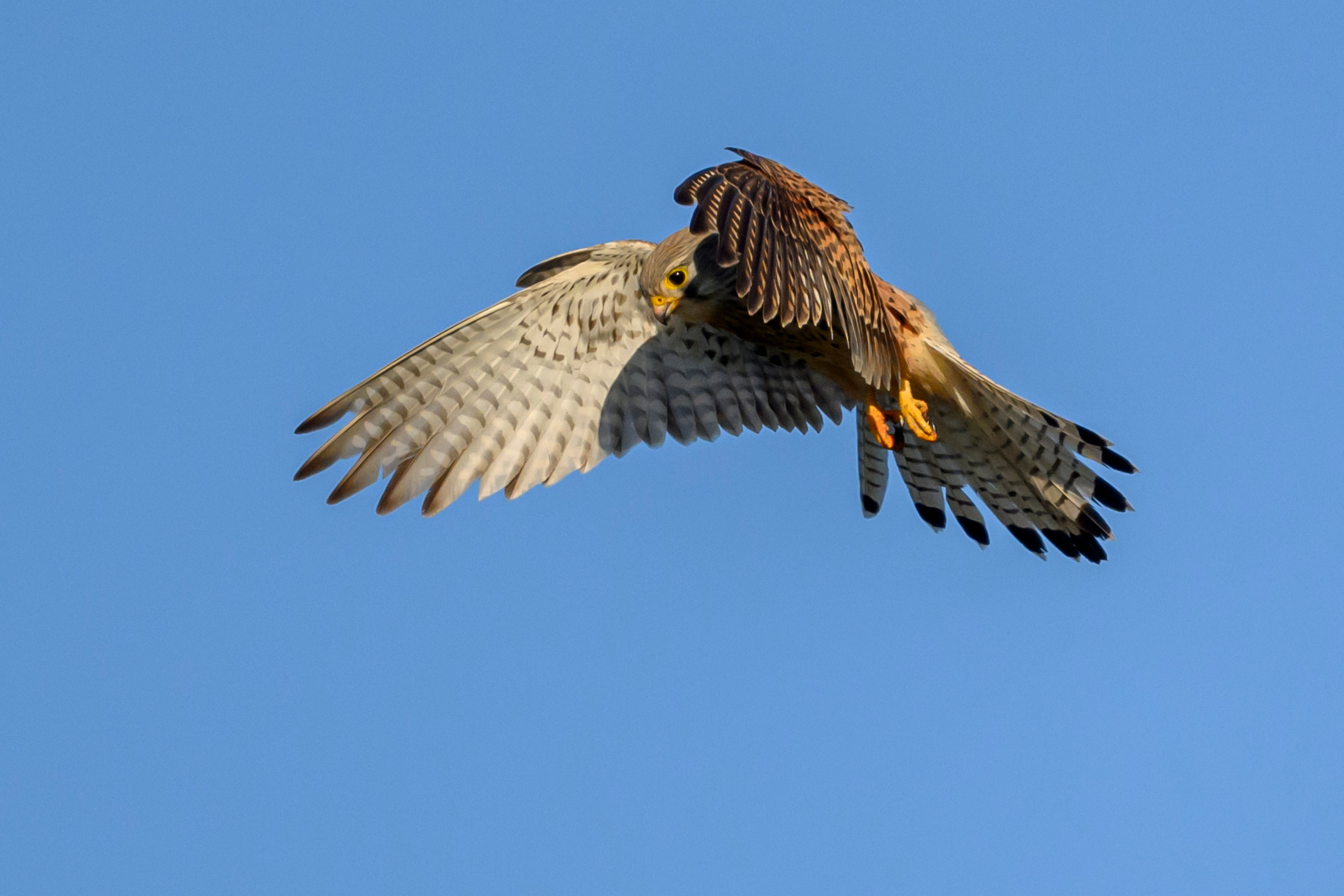 Пустельга, коршун, цапли. Wildlife photography by Sergey Puponin