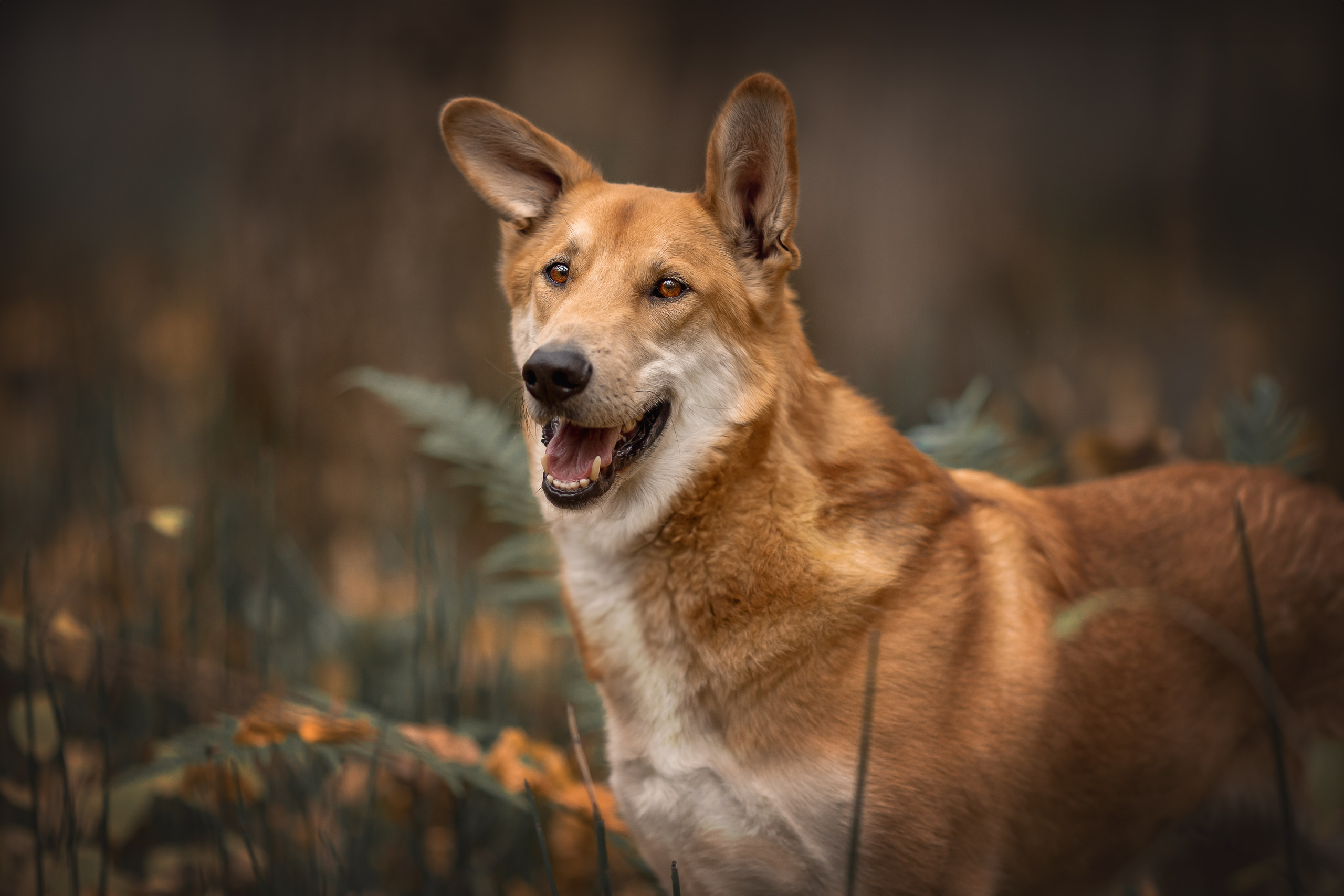 Контакты. Фотограф-анималист в Москве и Подмосковье