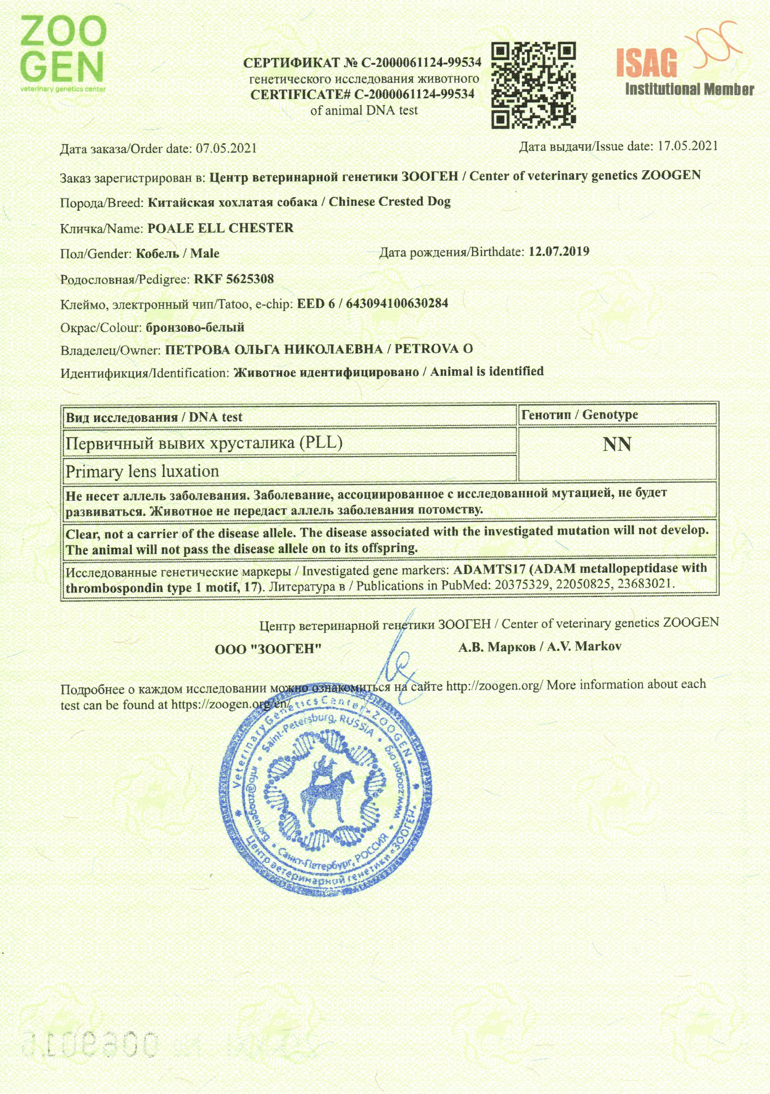 Poale Ell Chester. Питомник китайских хохлатых собак Poale Ell: купить щенка