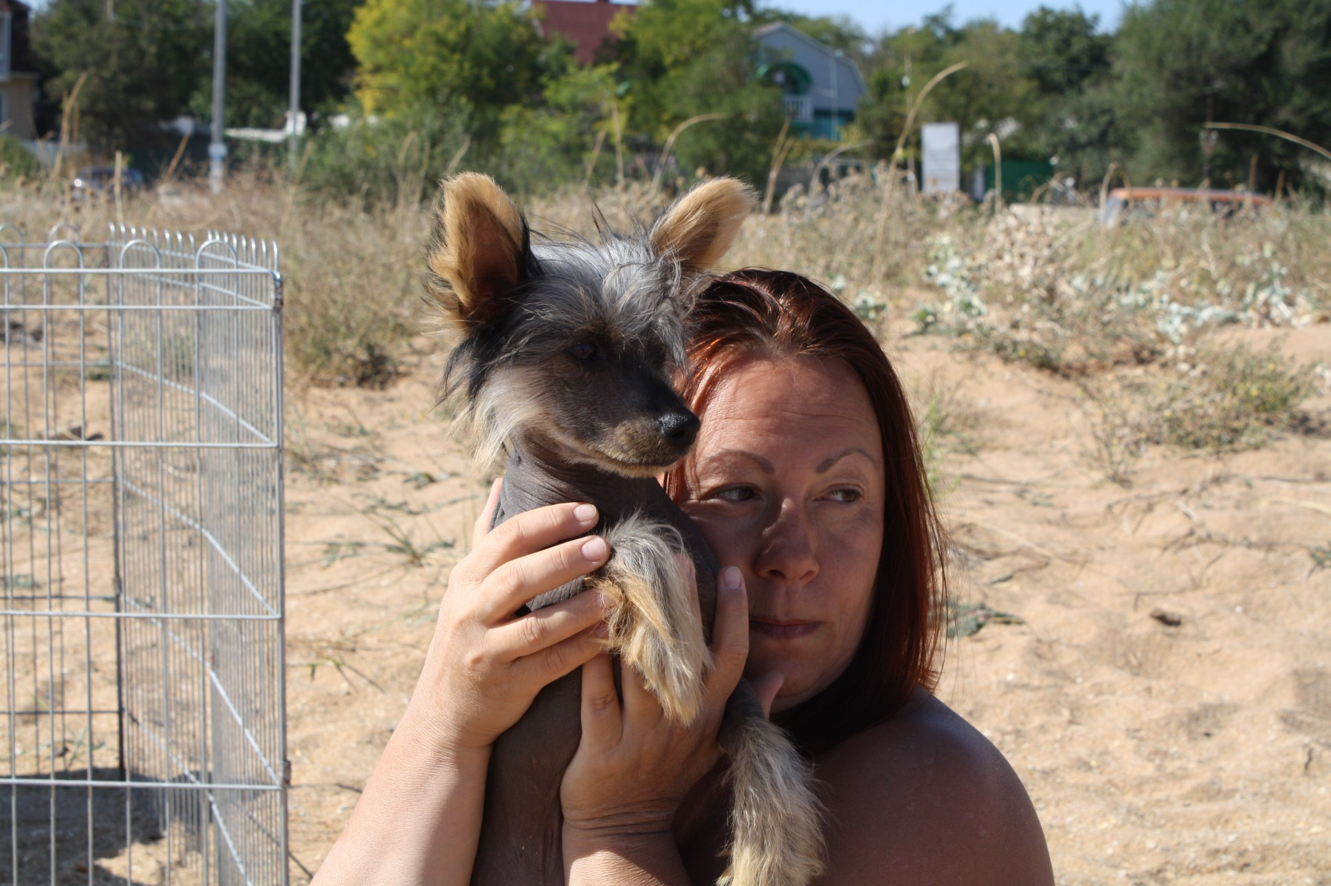 Dolzhanskaya Spit. Chinese Crested Dog Kennel Poale Ell