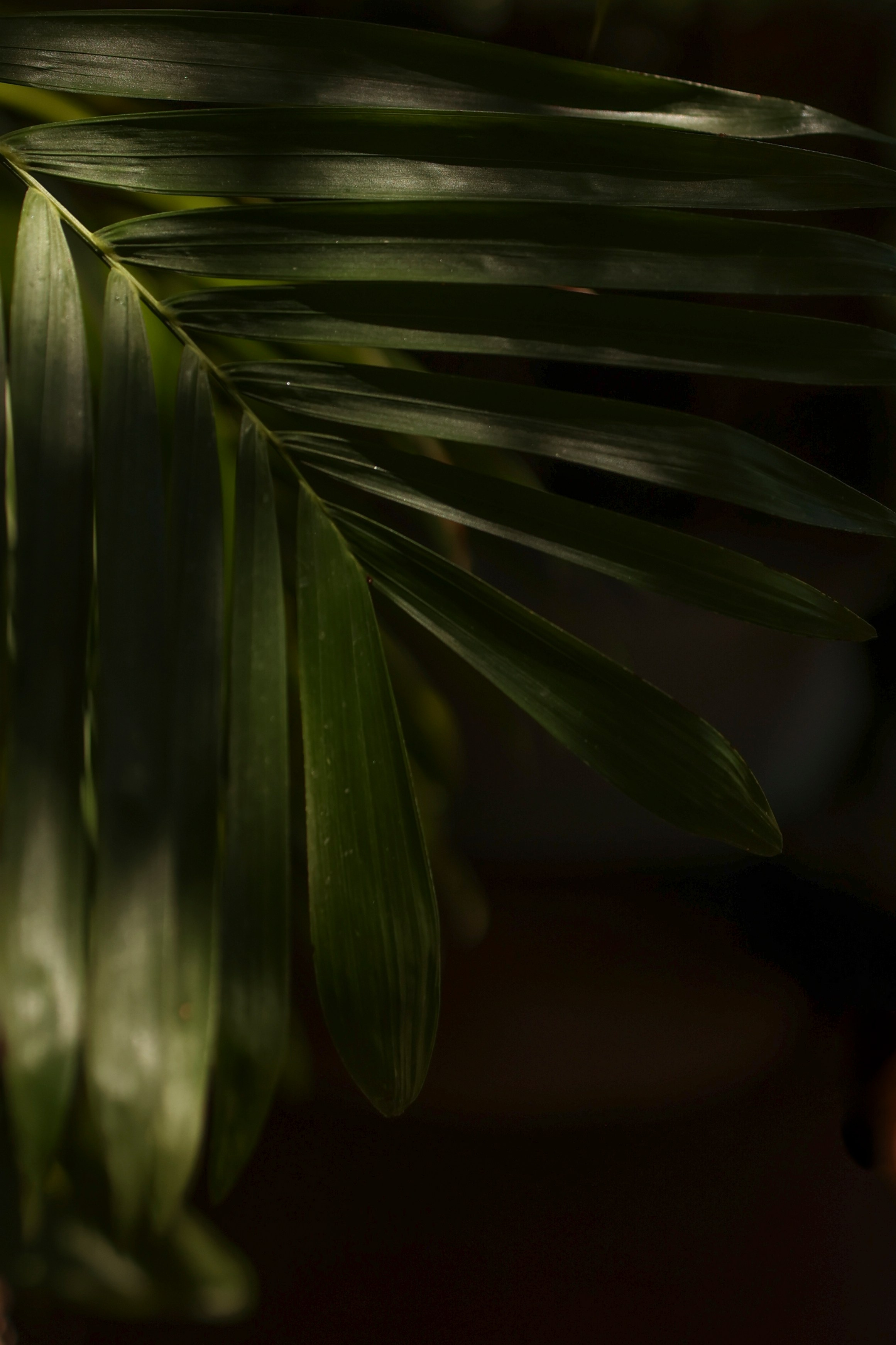 Свадебный, портретный, семейный фотограф. Севастополь, Ялта, Симферополь, Крым. Видеограф в Крыму на свадьбу