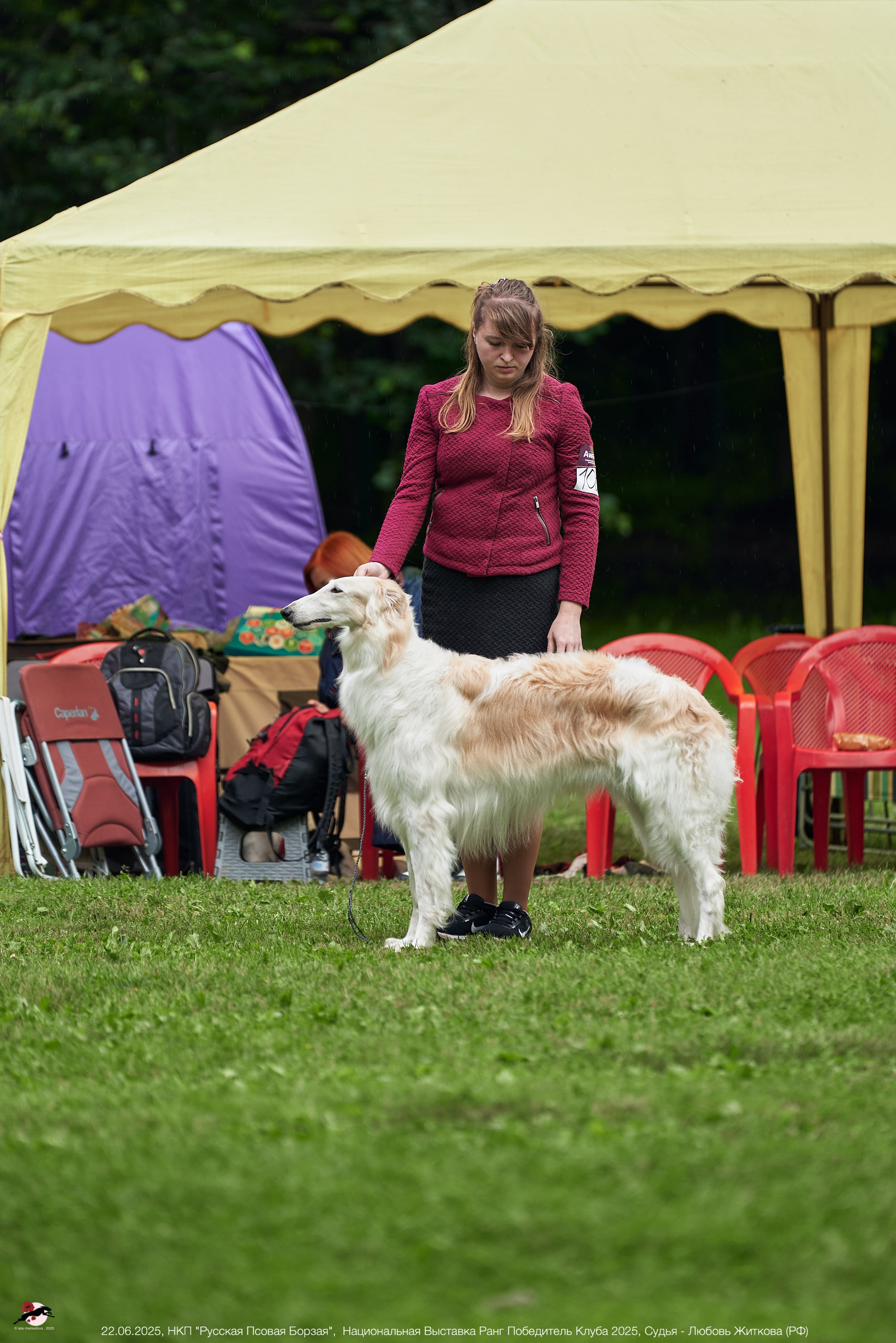 22.06.2025 | Национальная Выставка НКП "Русская Псовая Борзая"