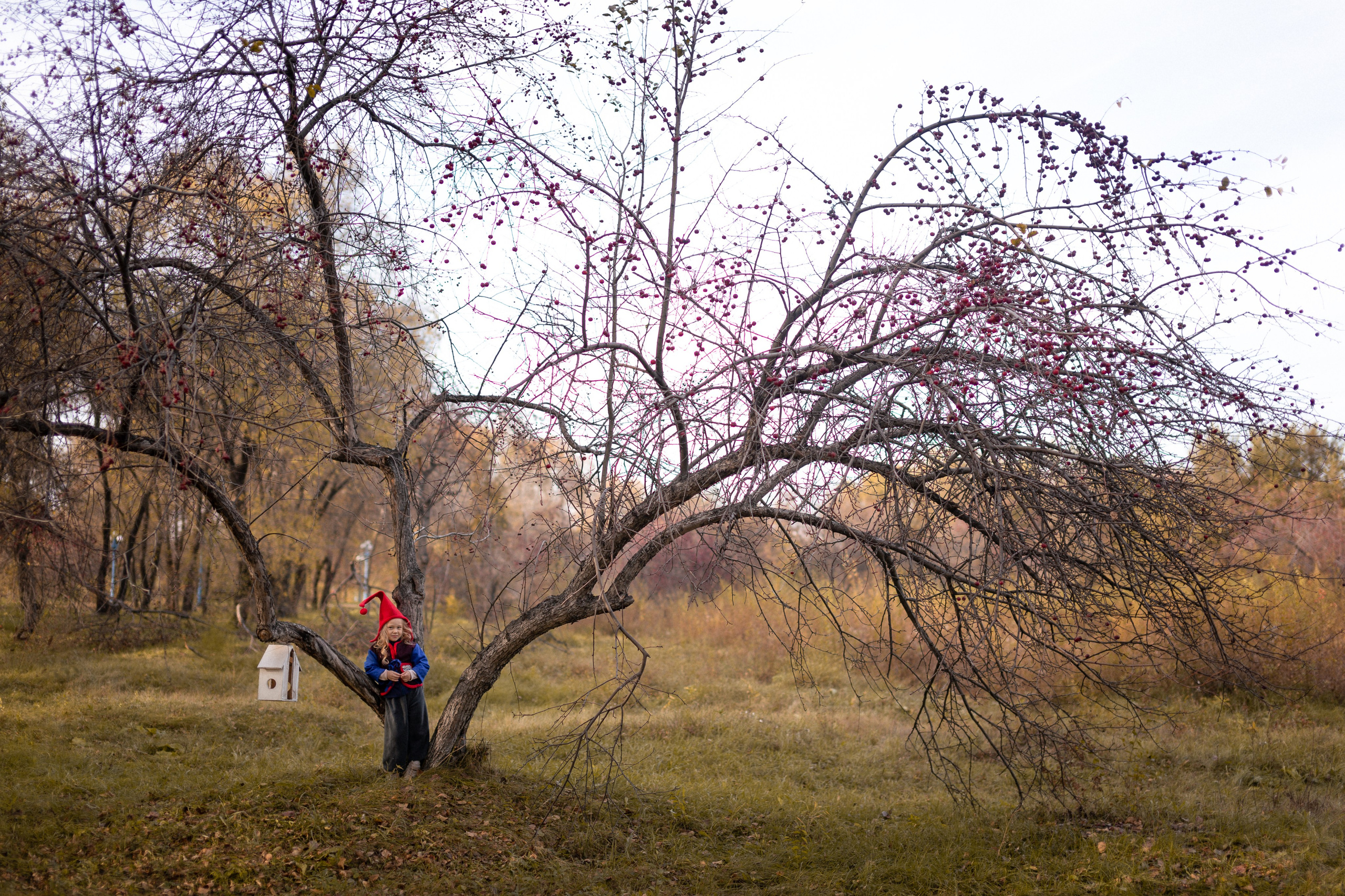 Лесные гномы
