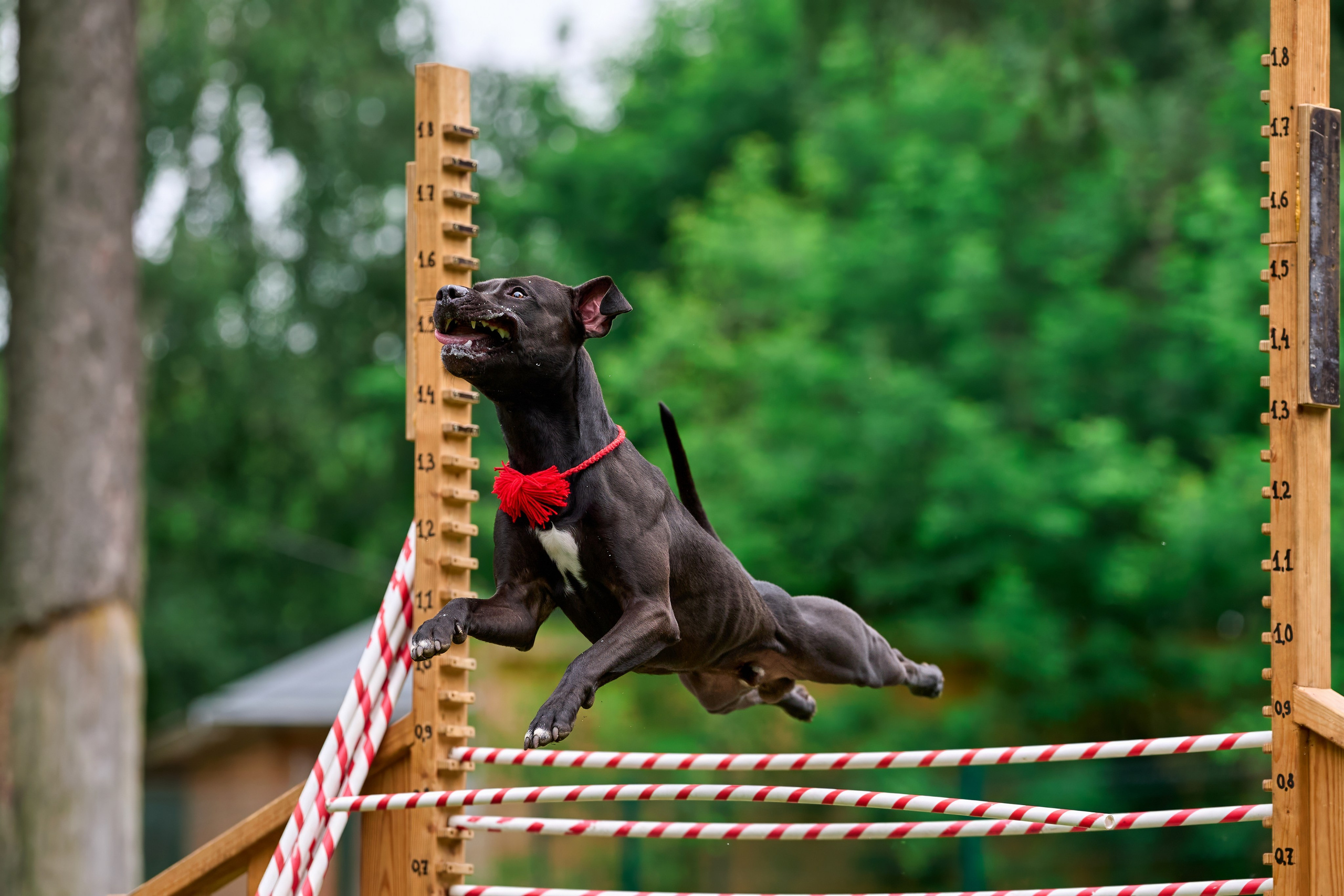 Двухдневные соревнования «Jump'n'Gym Fest — 2024». Фотограф-анималист Михаил Манухин