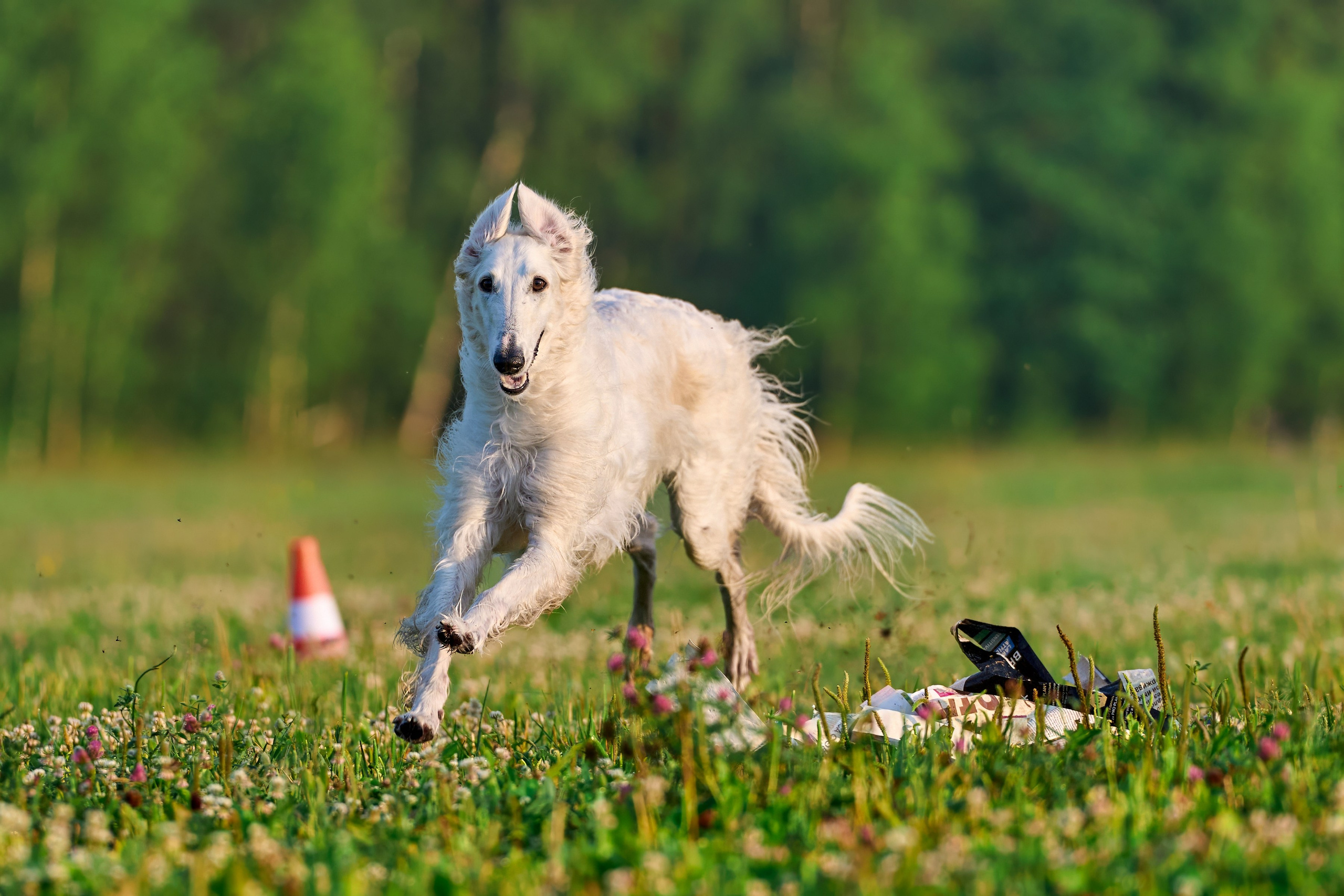 Тренировка по курсингу Донино. Фотограф-анималист Михаил Манухин