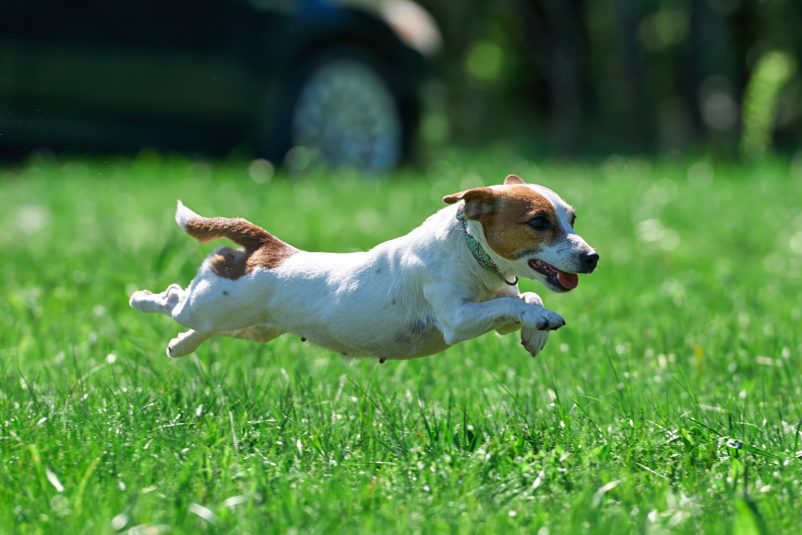 Тренировка по курсингу Донино. Фотограф-анималист Михаил Манухин