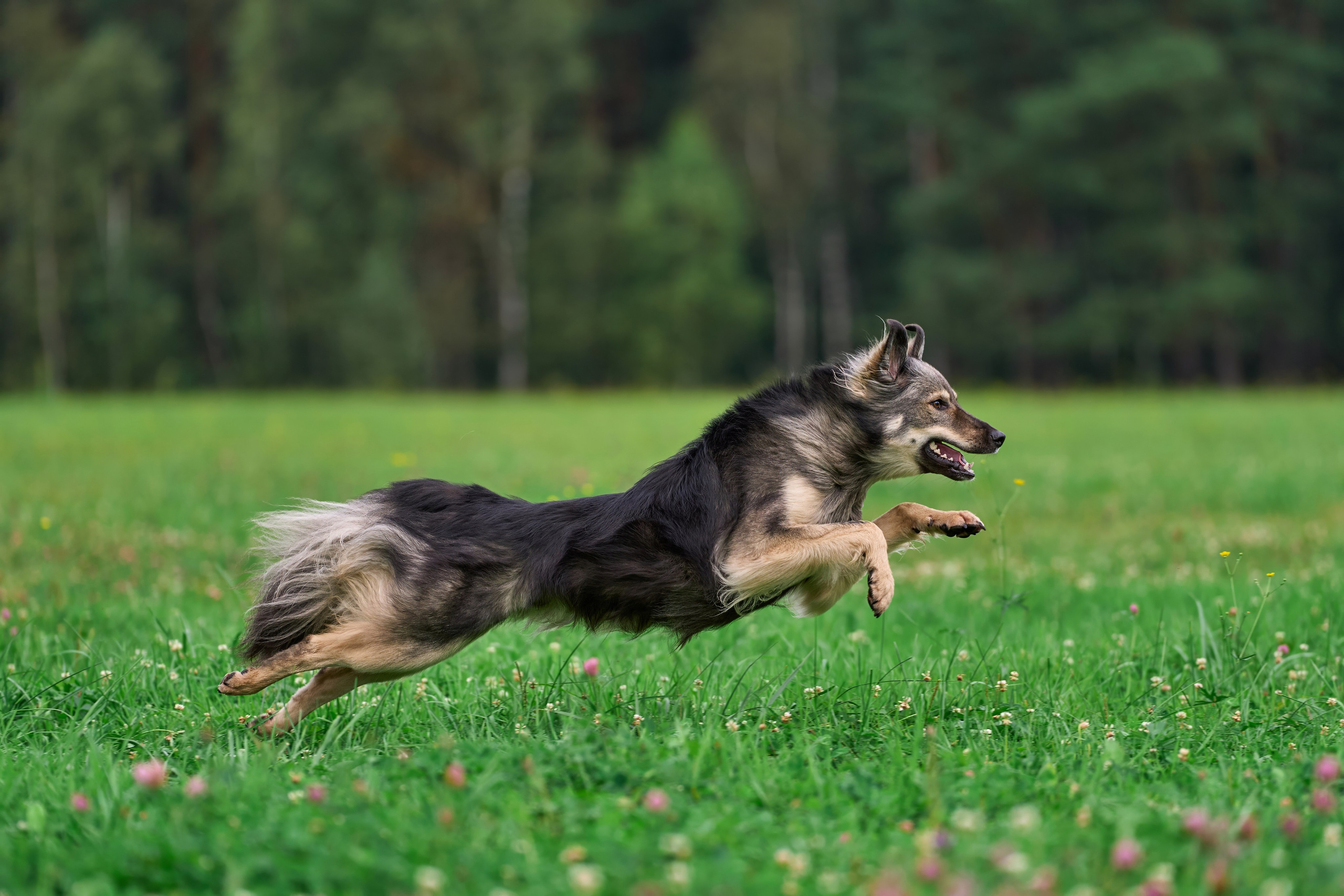 Тренировка в Донино. Фотограф-анималист Михаил Манухин