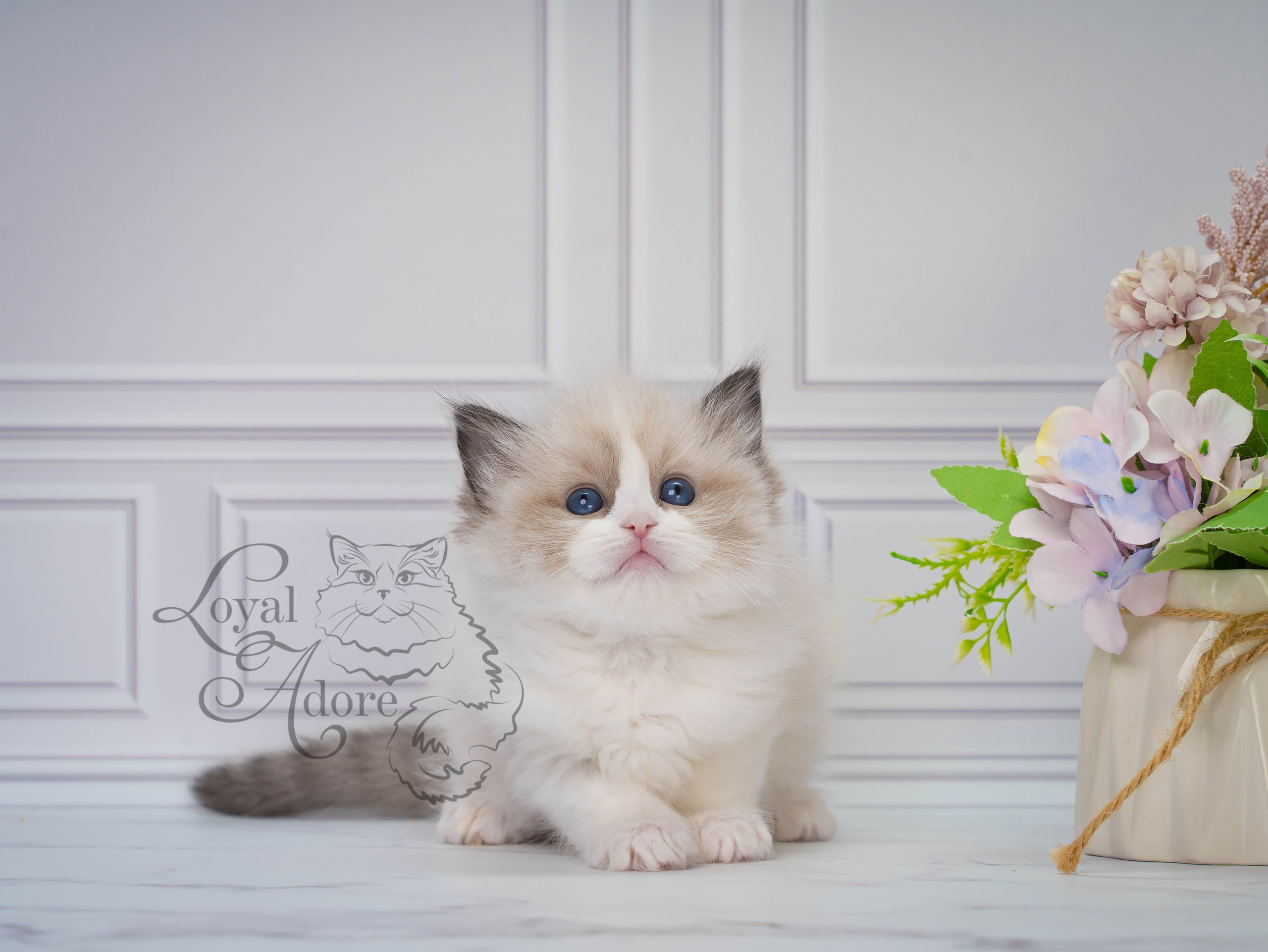 Котята рэгдолл от Loyal Adore. Питомник рэгдолл Loyal Adore