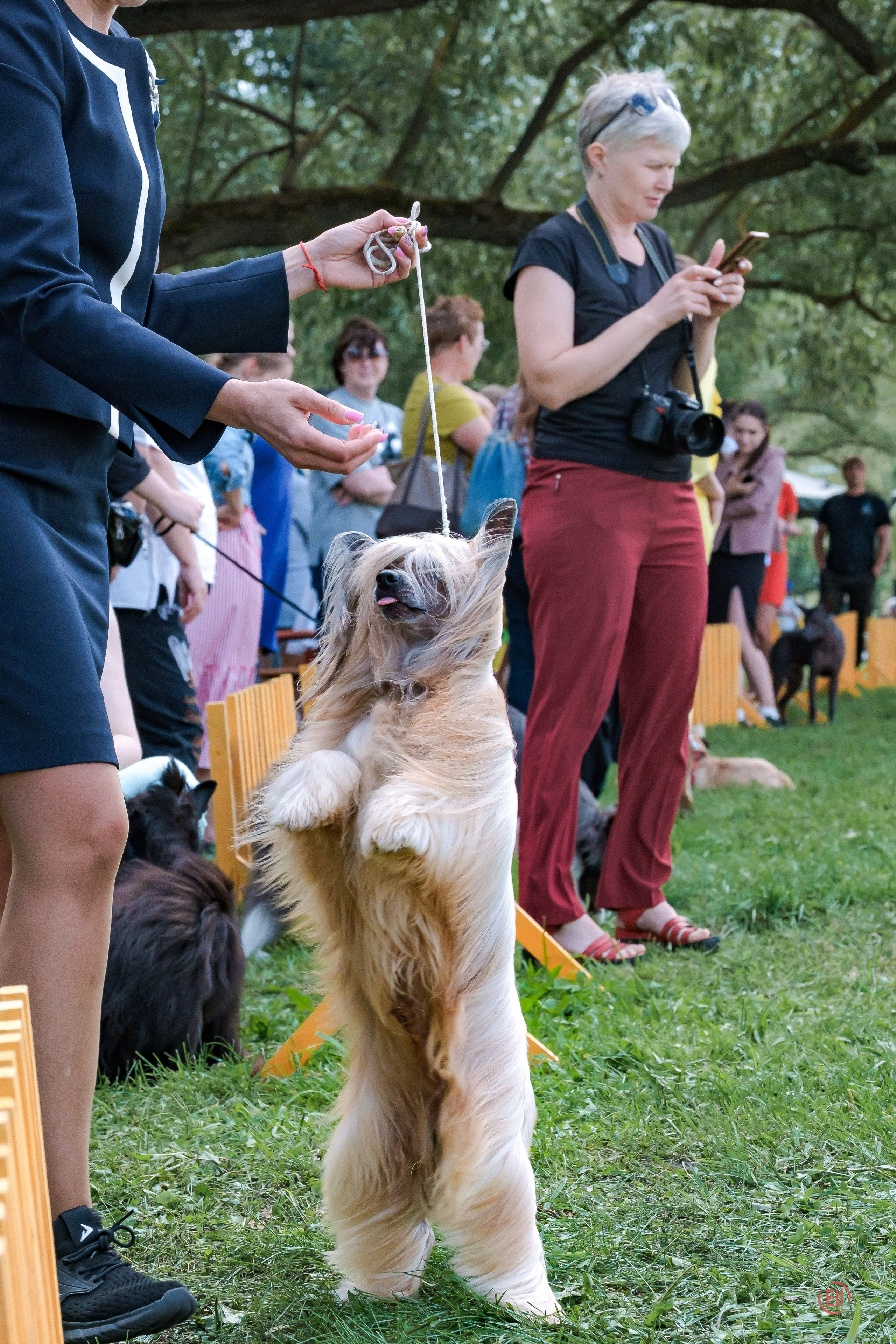 Липецк. Выставка собак. Питомник китайских хохлатых собак Poale Ell: купить щенка