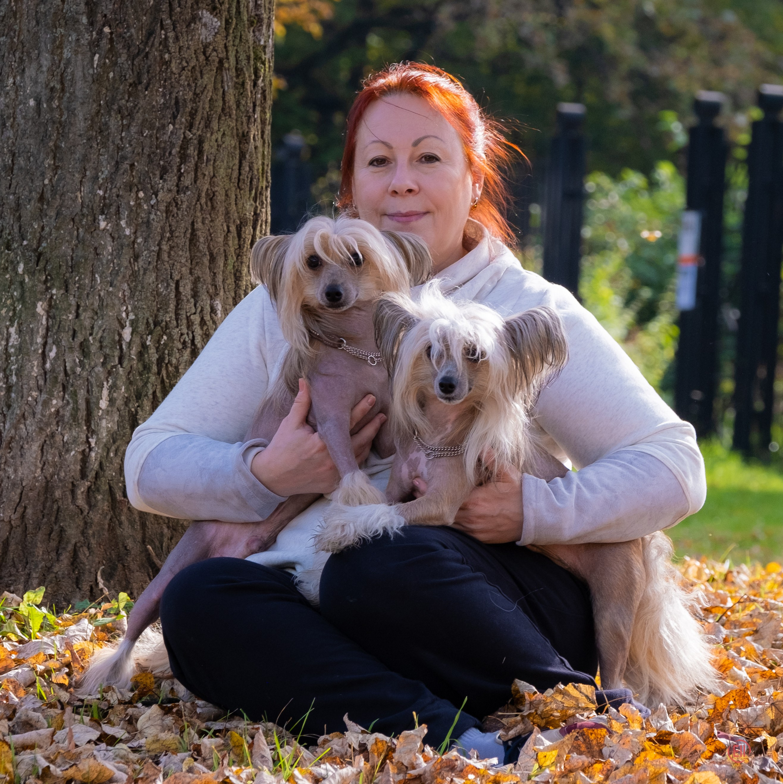 Poale Ell Chester. Питомник китайских хохлатых собак Poale Ell: купить щенка