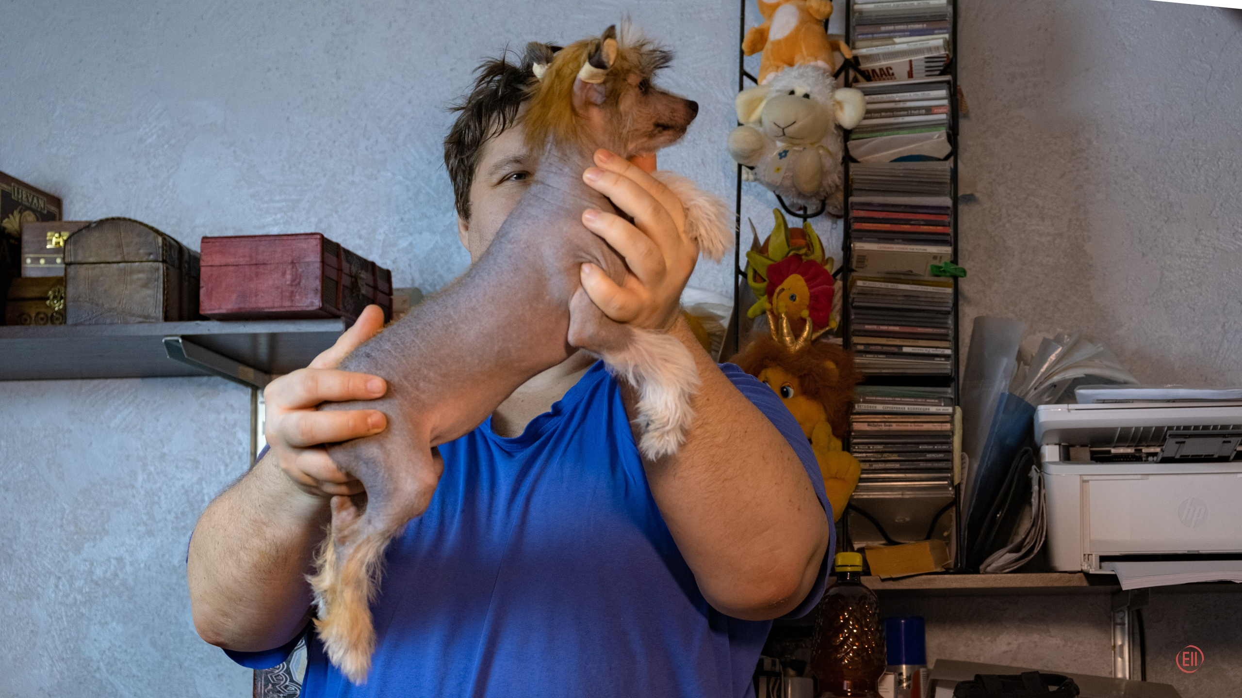 Poale Ell Clare. Chinese Crested Dog Kennel Poale Ell