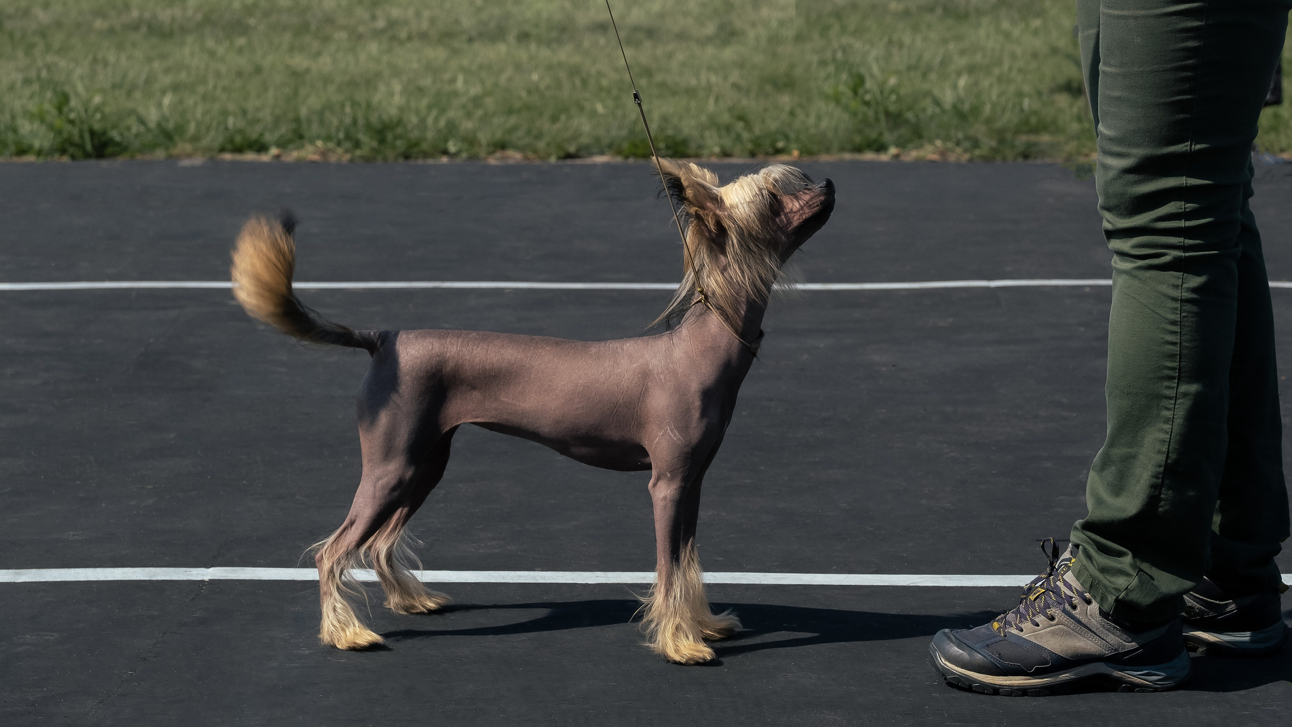 Emma in a stand on the running track of the firefighters' stadium at the Dog Show, Lipetsk 07/30/2023.