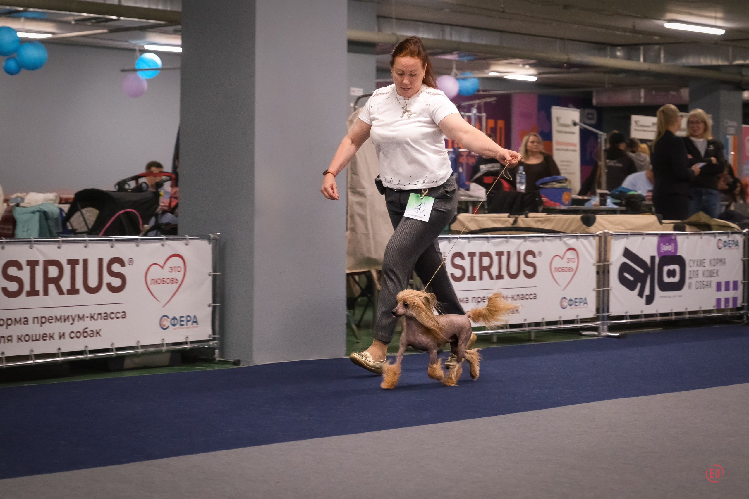 Moscow, Exhibition of the ROO KK “Planet of Dogs”. Exhibition Center “Sfera”. Chinese Crested Dog Kennel Poale Ell