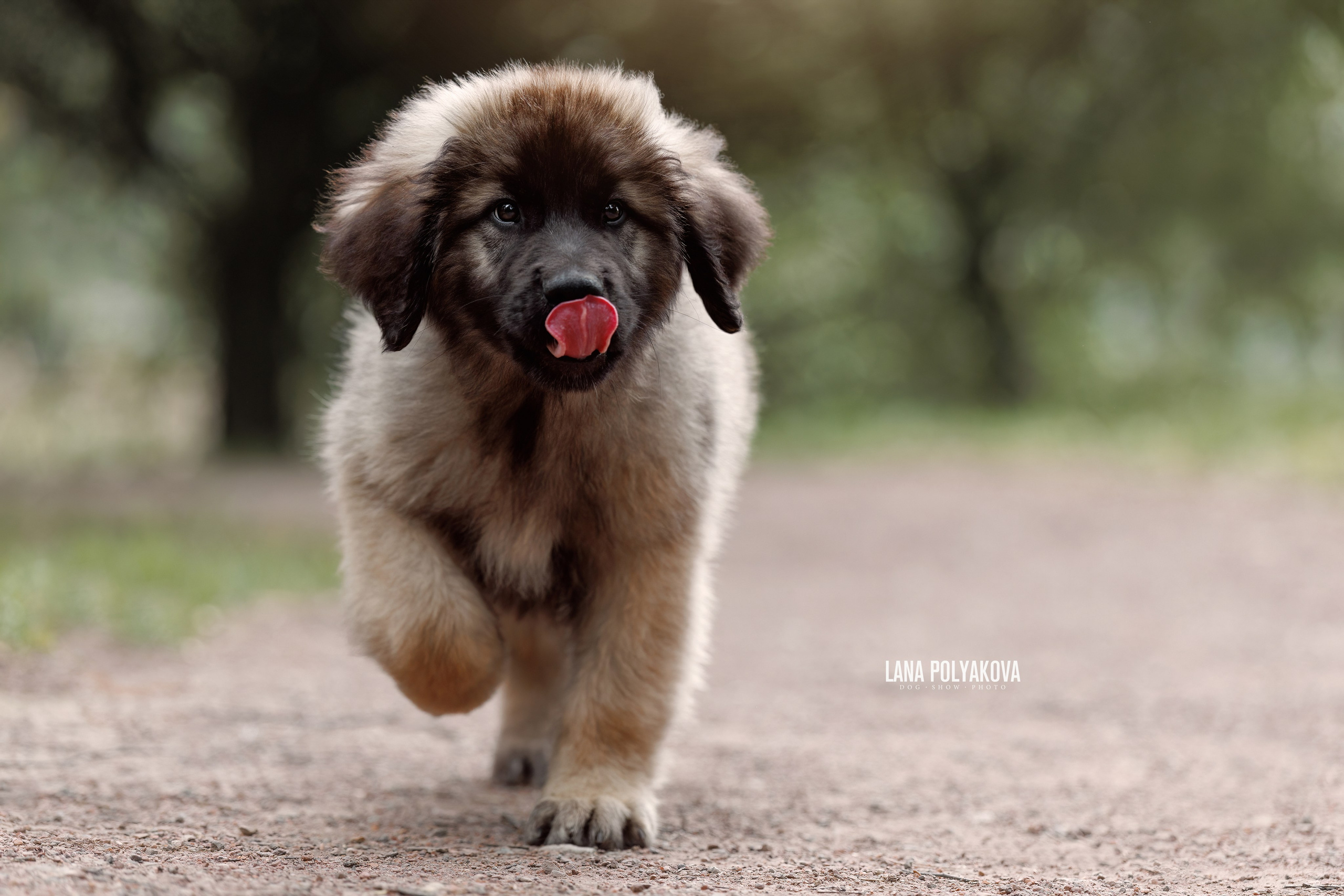 ФОТОСЪЕМКА ЩЕНКОВ НА ДОМУ. ФОТОГРАФ-АНИМАЛИСТ l LANA POLYAKOVA