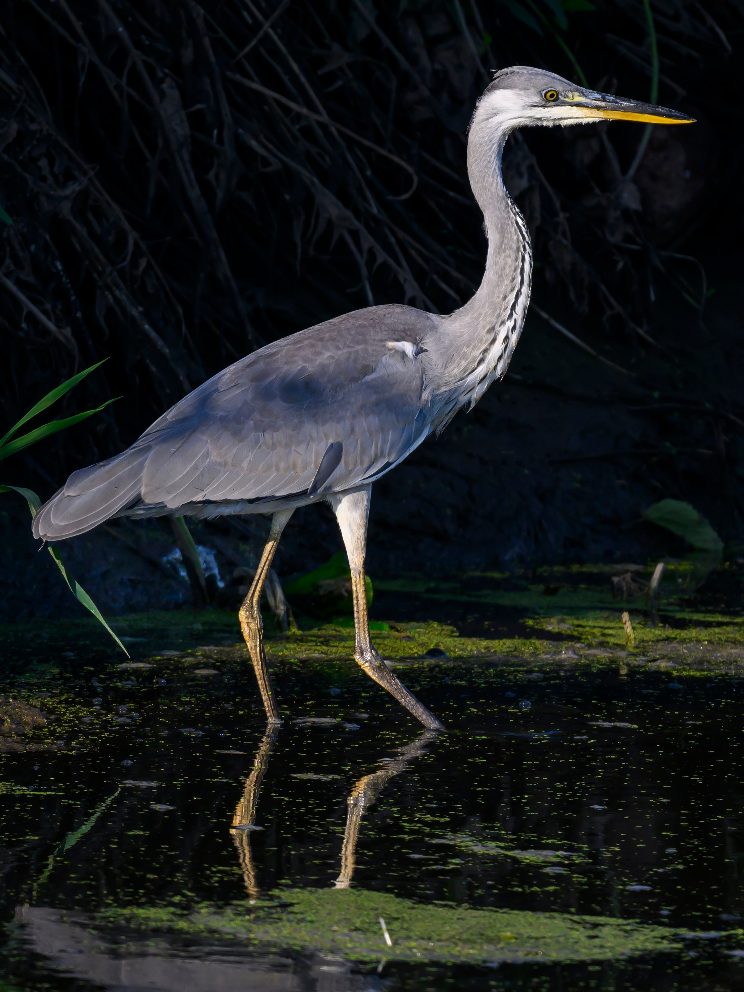 Цапли и совы. Herons and Owls. Wildlife photography by Sergey Puponin