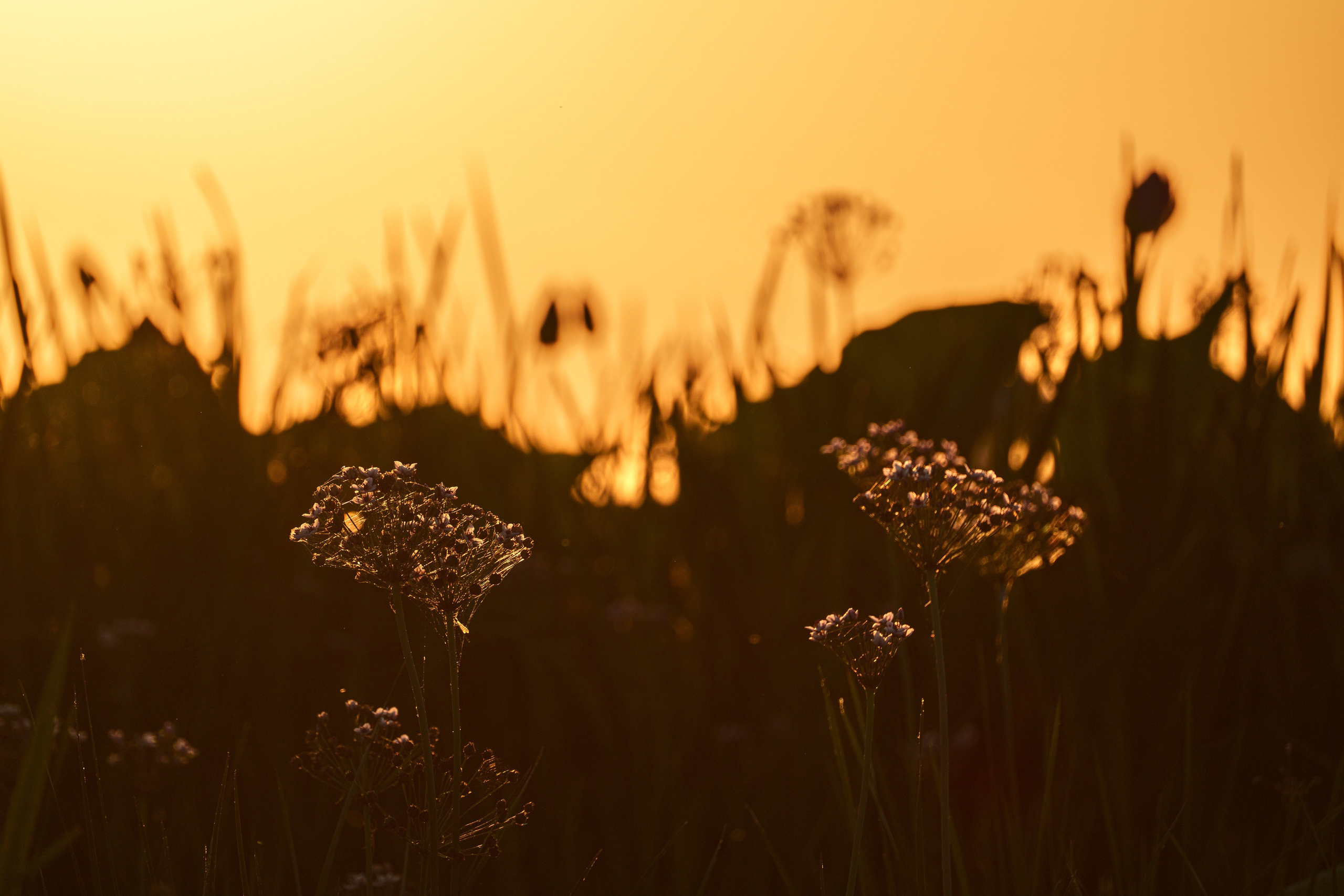 Барханы и лотосы. Июль–Август