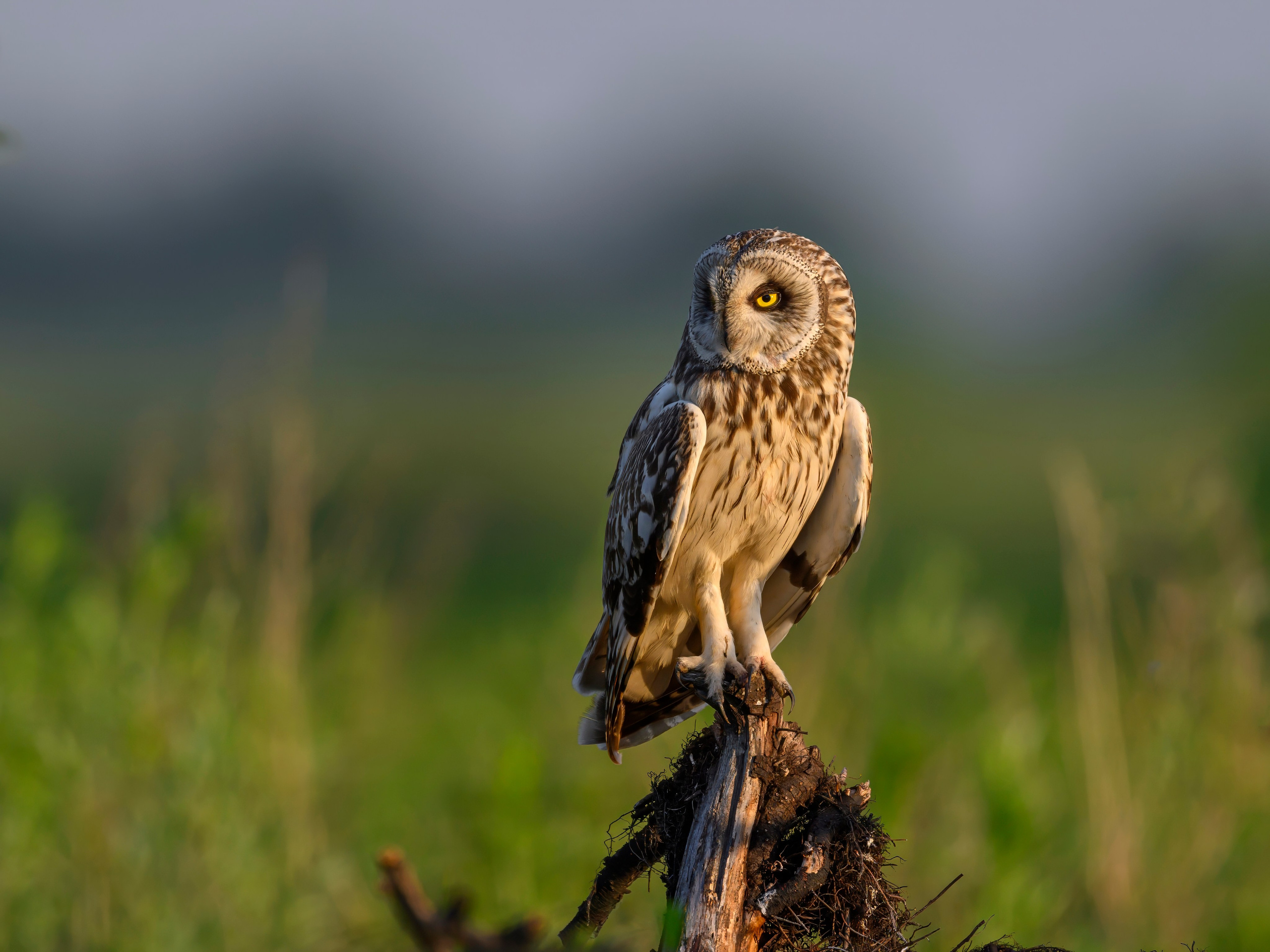 Совы и кулики. Фотограф Сергей Пупонин