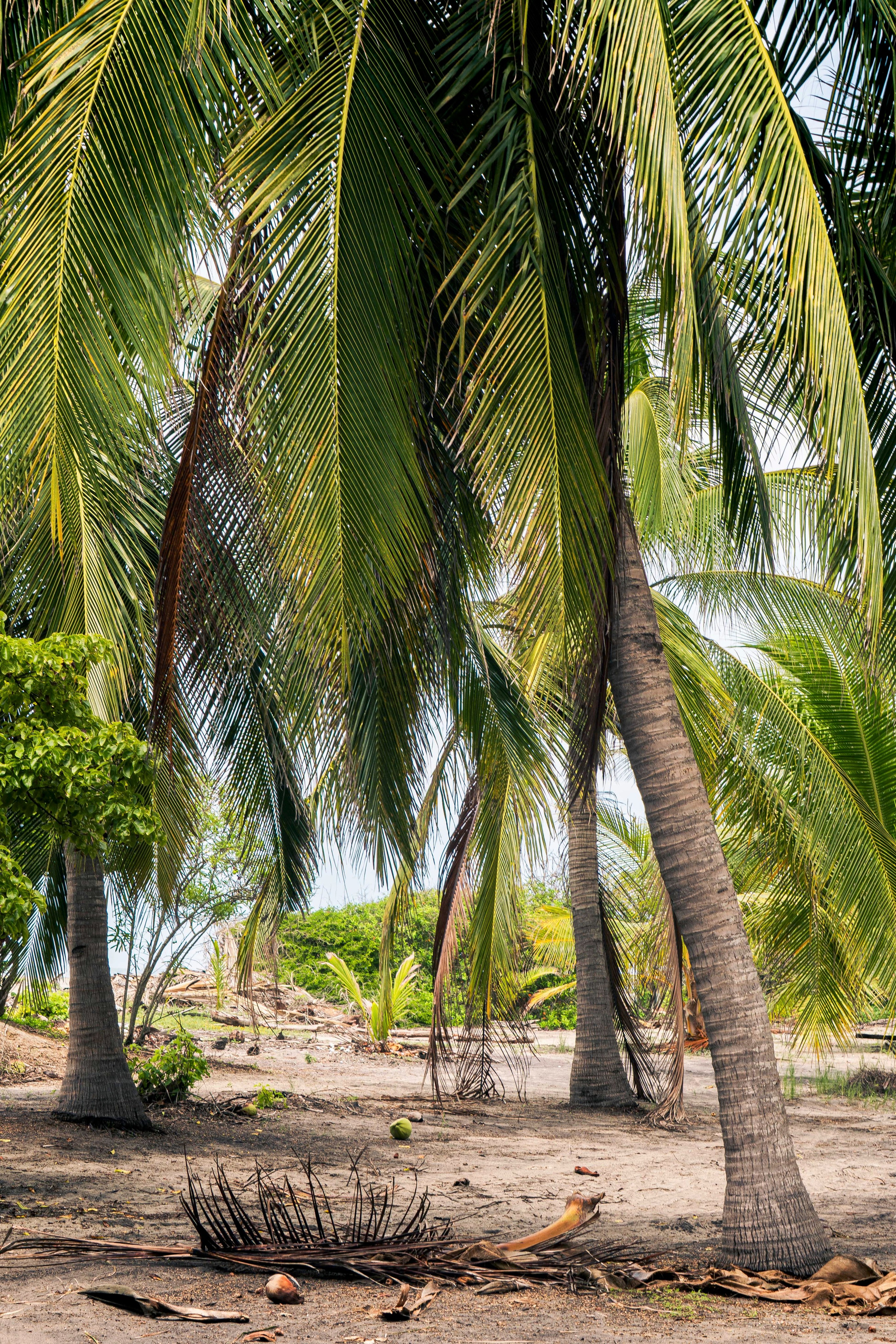 Crocos’ Paradise. CDMX Photography | Alex Klenin| Portrait & Event Photographer