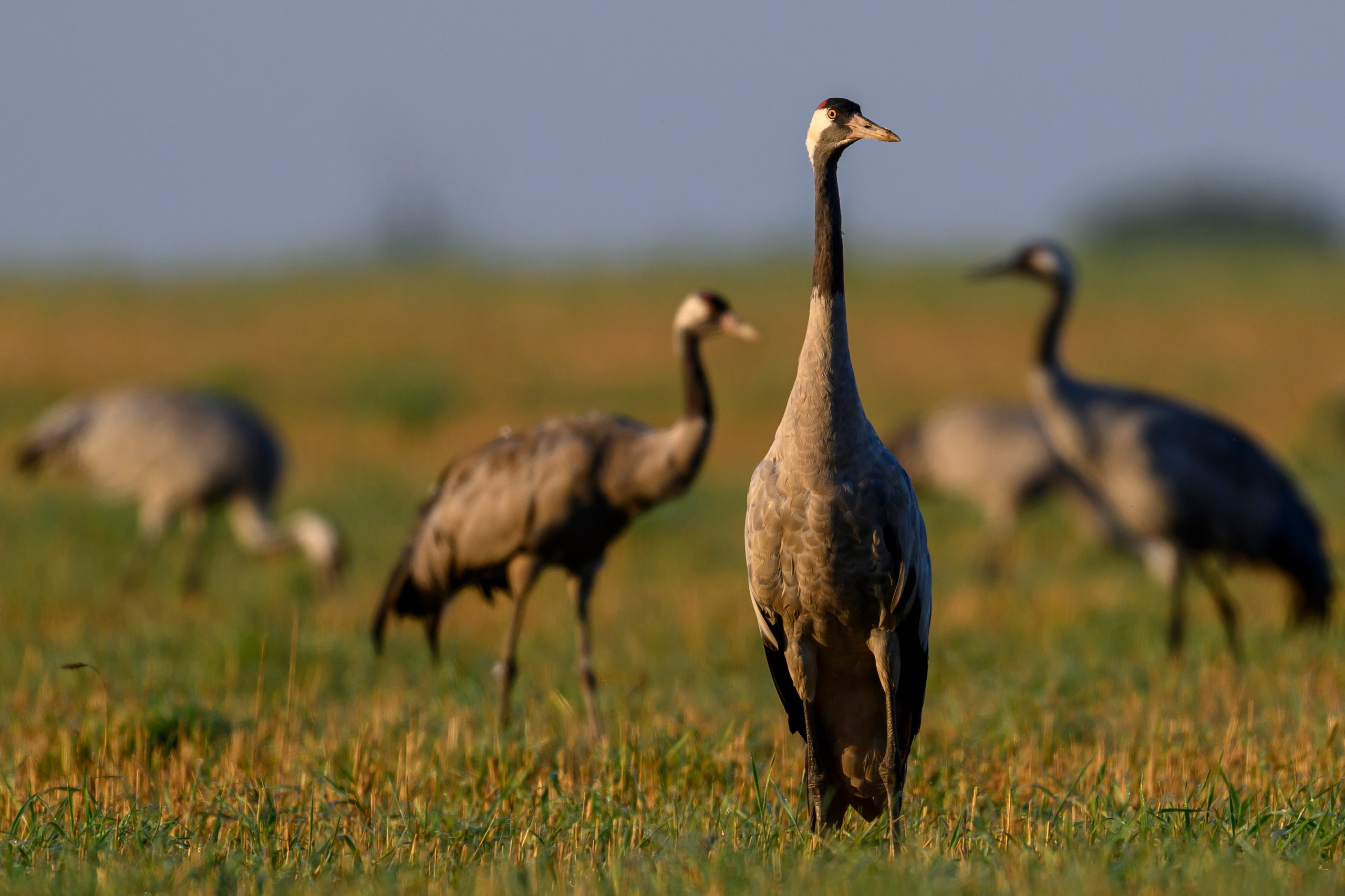Танцы журавлей. Dances of the Cranes. Фотограф Сергей Пупонин