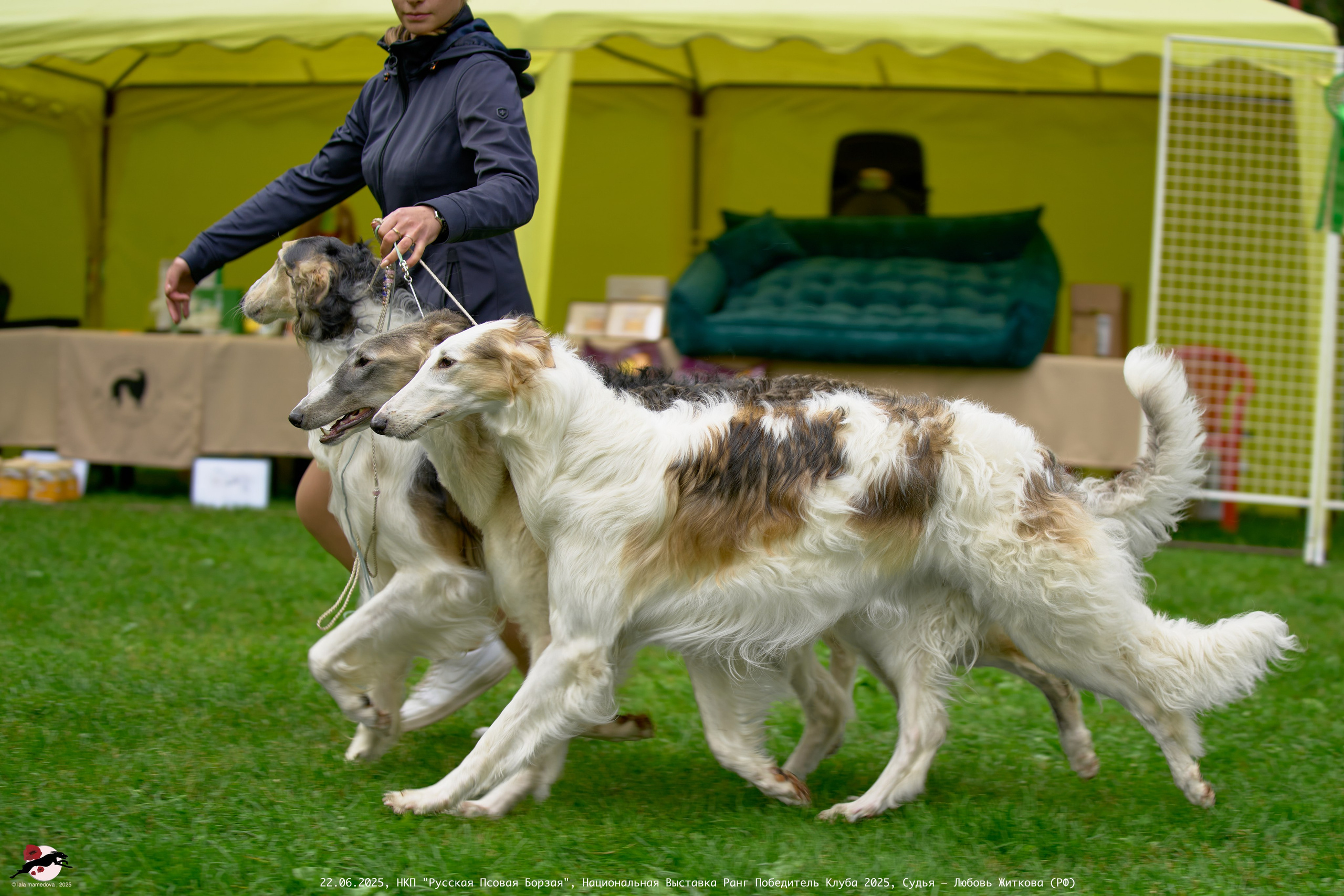 22.06.2025 | Национальная Выставка НКП "Русская Псовая Борзая"
